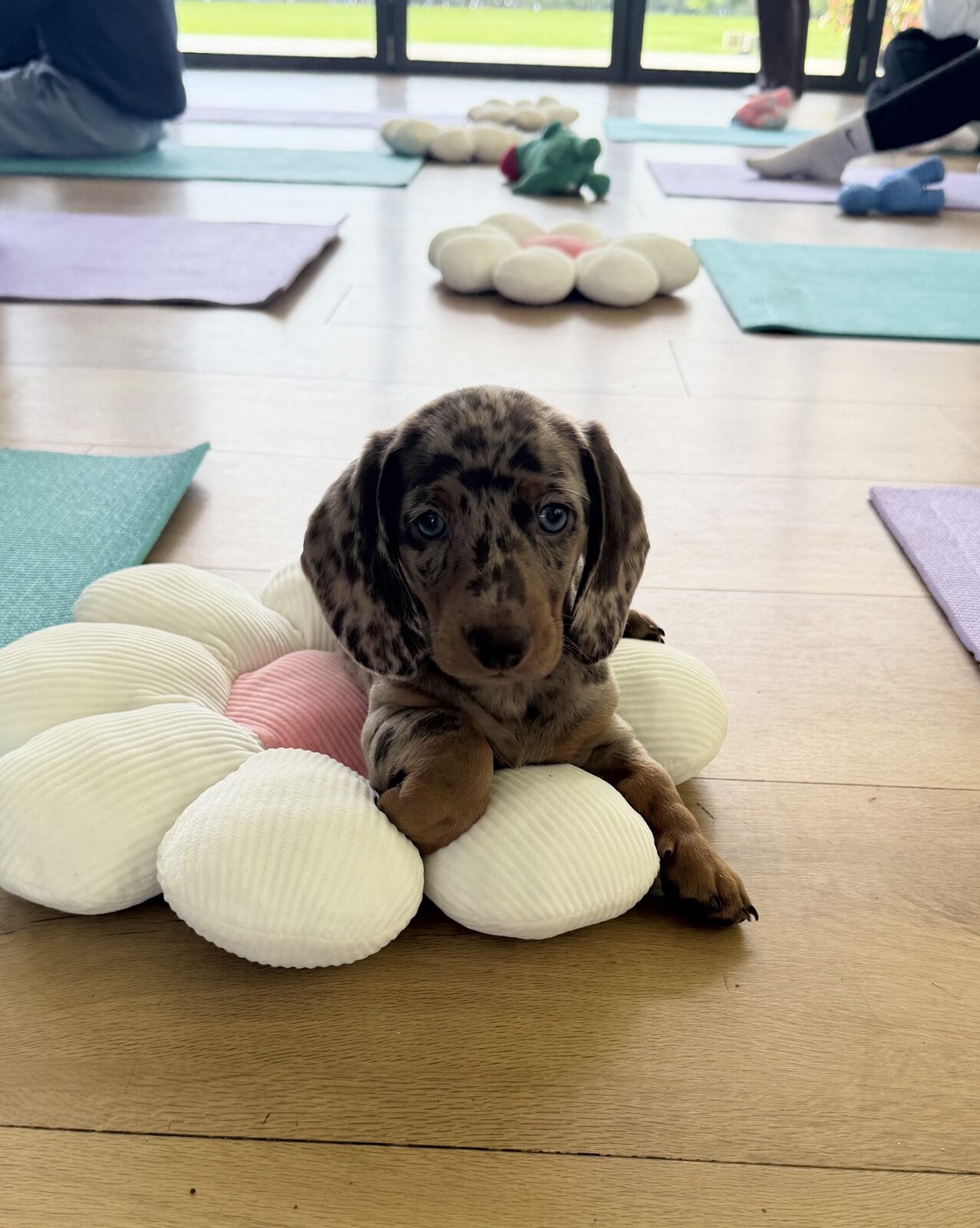 A puppy at a Yogi Paws session