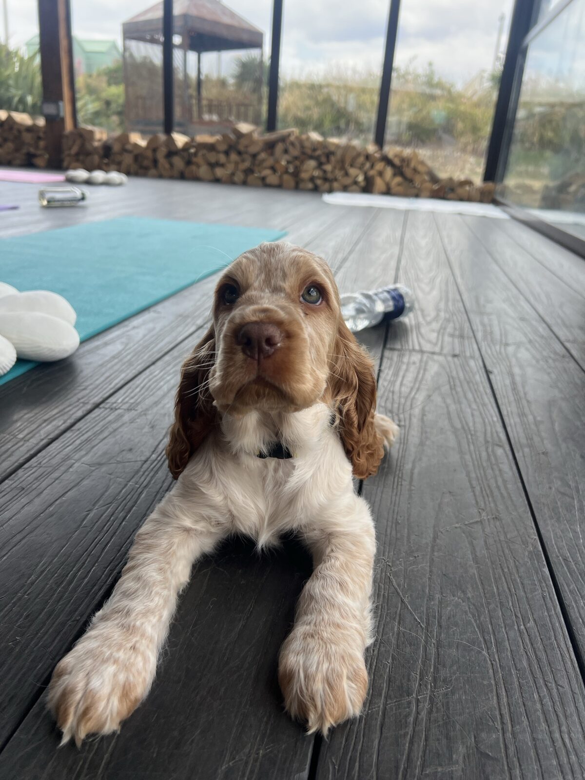 A puppy at a Yogi Paws session