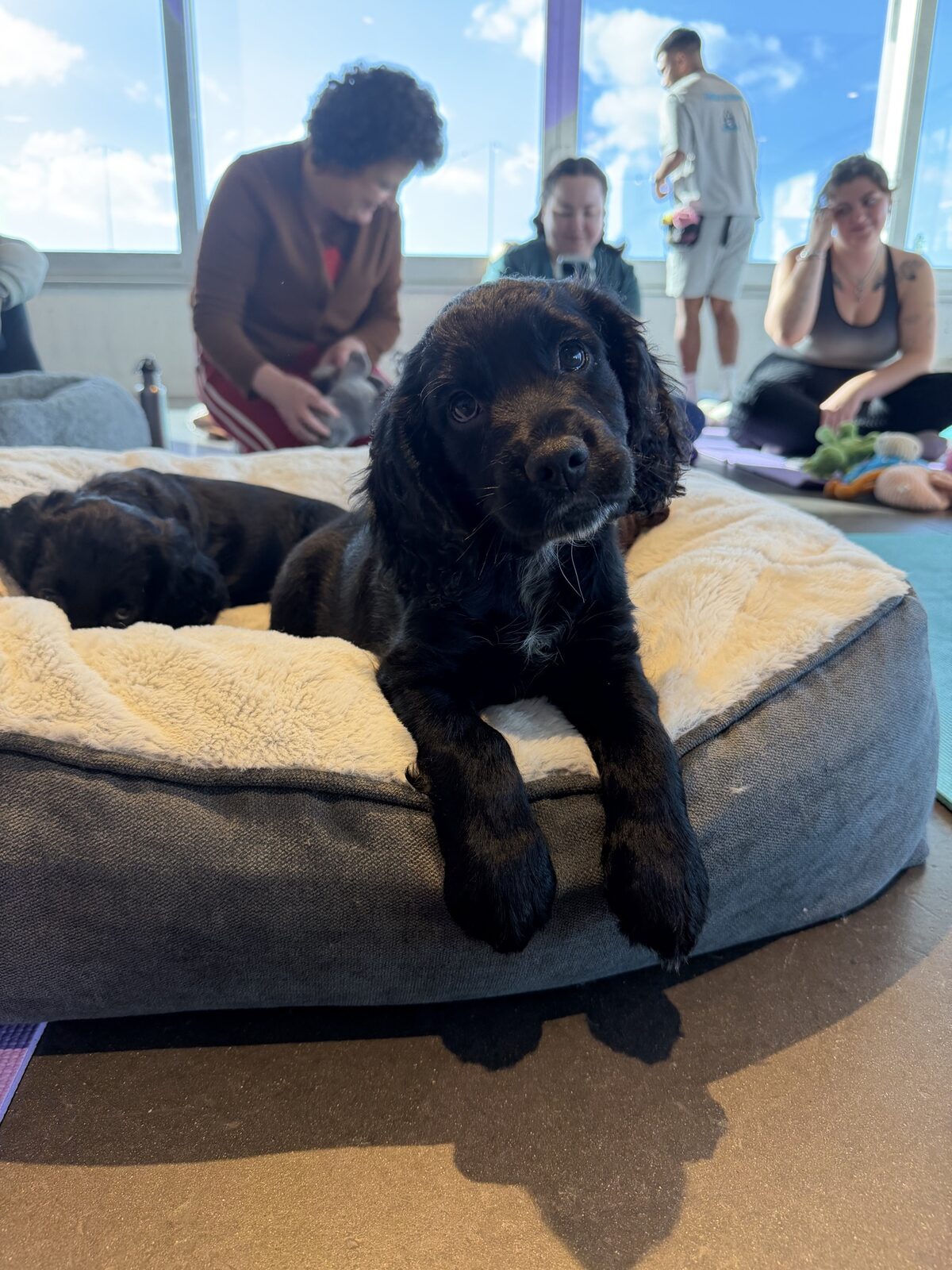 A puppy at a Yogi Paws session