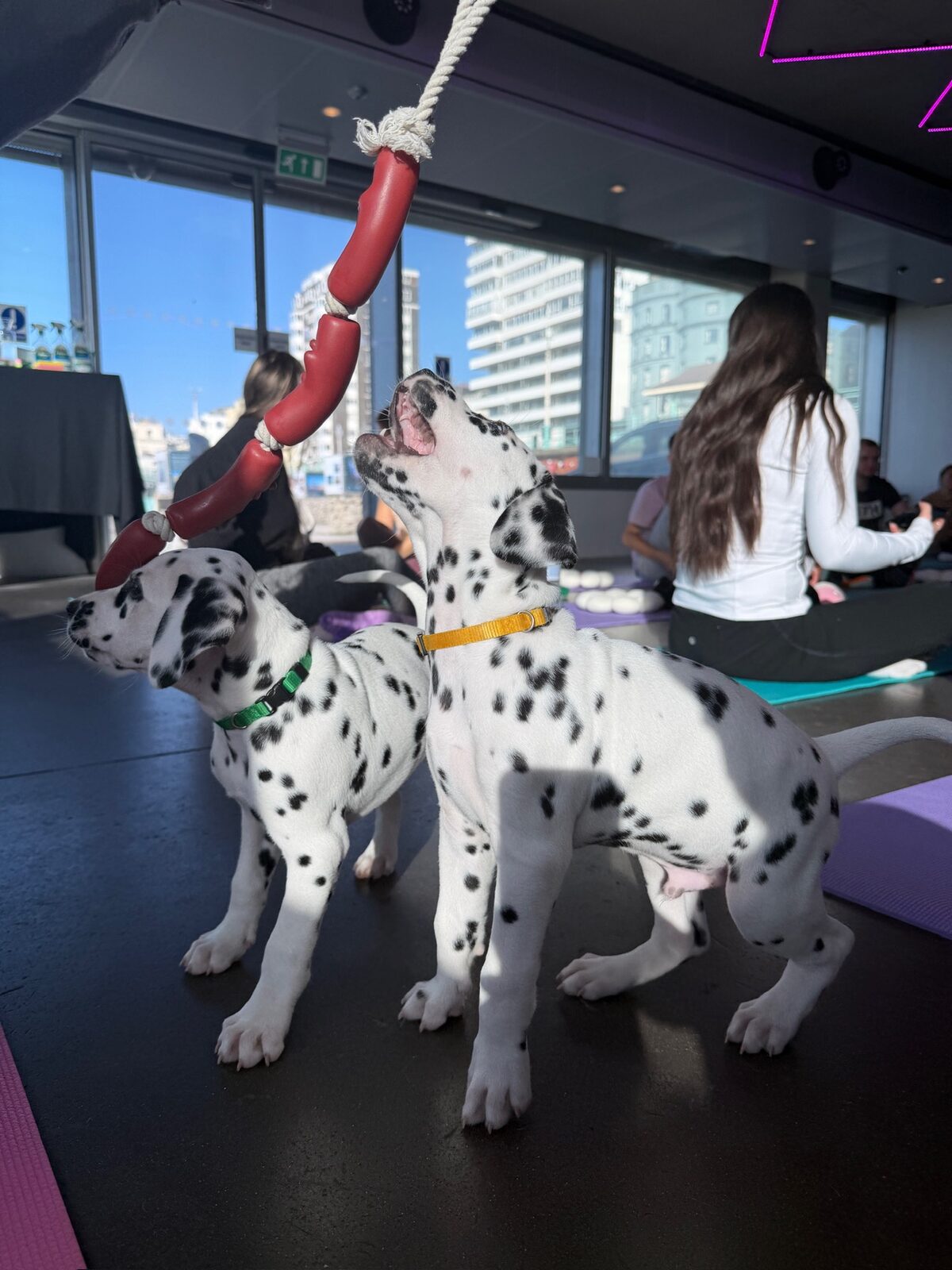 A puppy at a Yogi Paws session