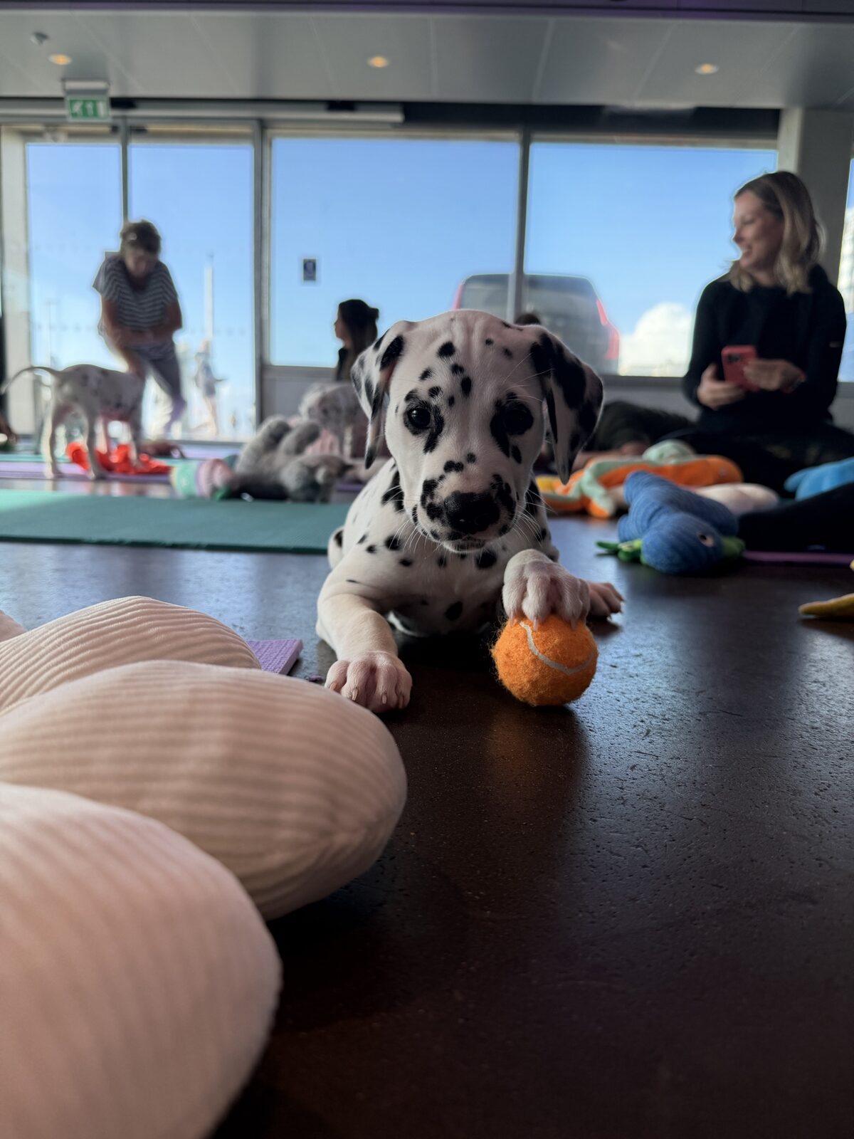 A puppy at a Yogi Paws session