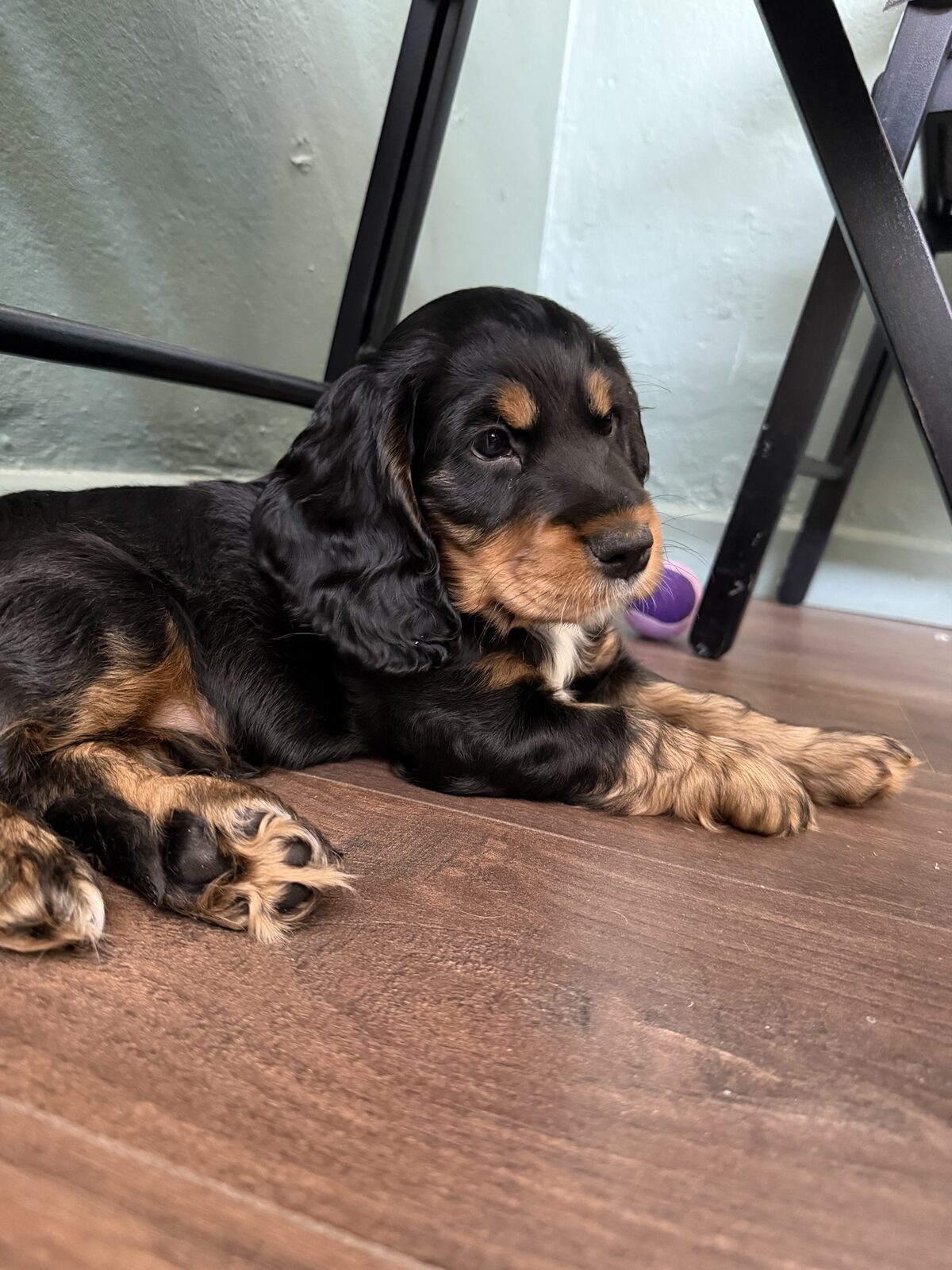 A puppy at a Yogi Paws session