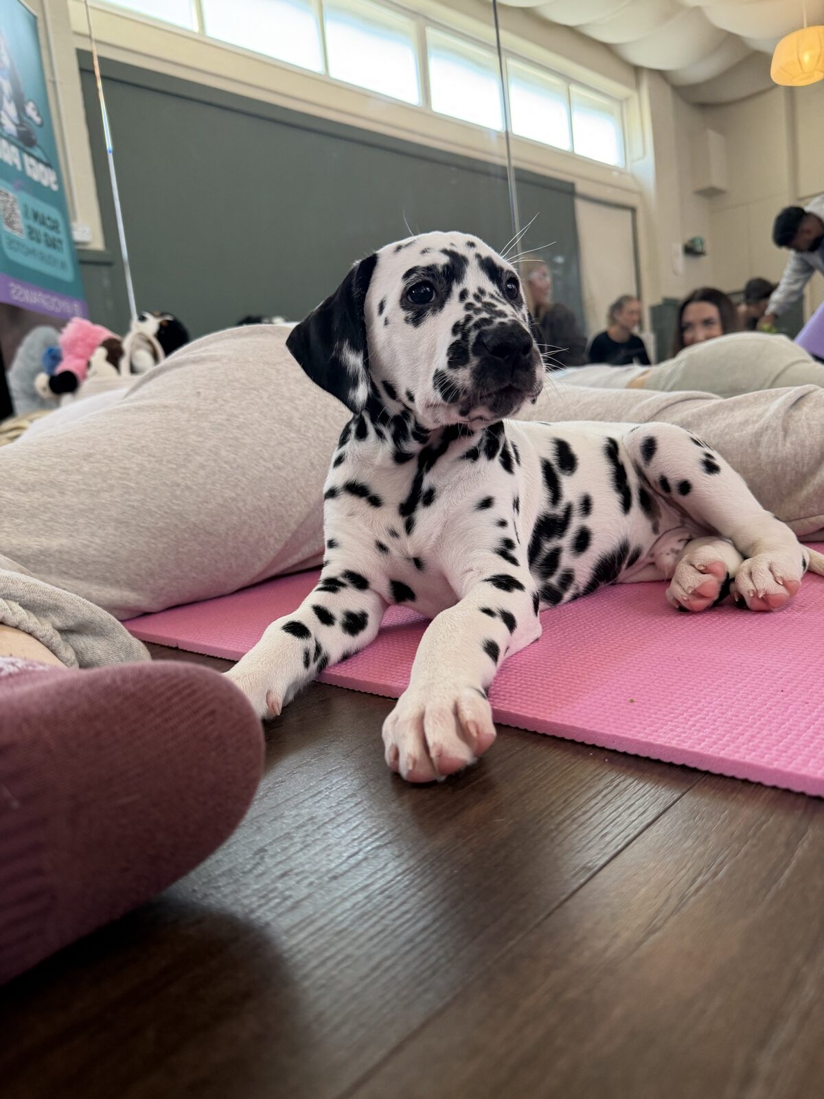 A puppy at a Yogi Paws session