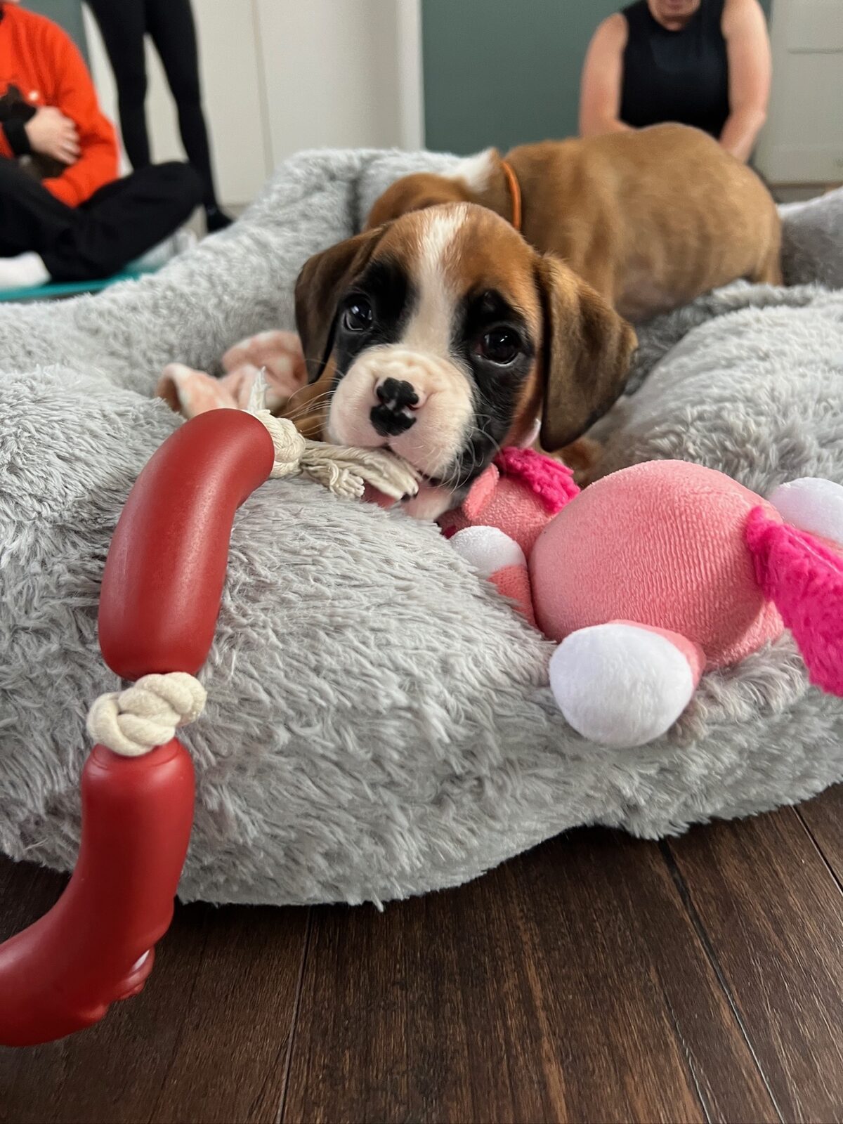 A puppy at a Yogi Paws session