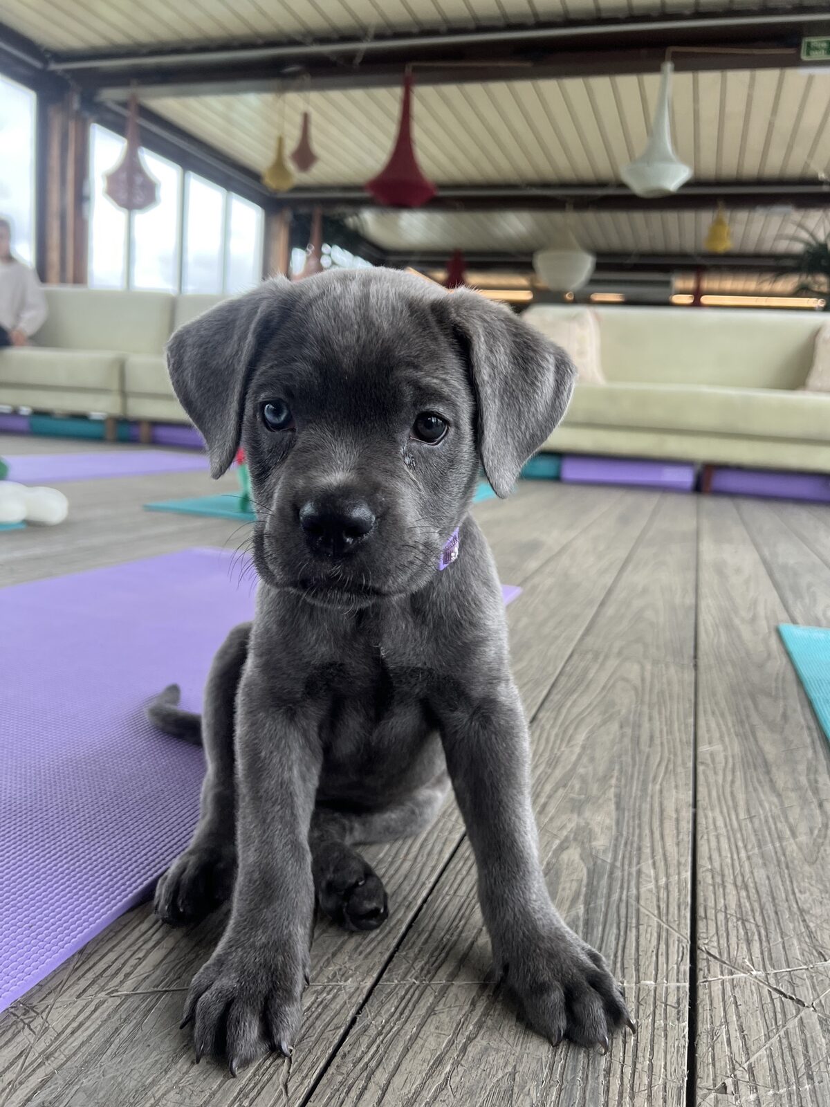 A puppy at a Yogi Paws session