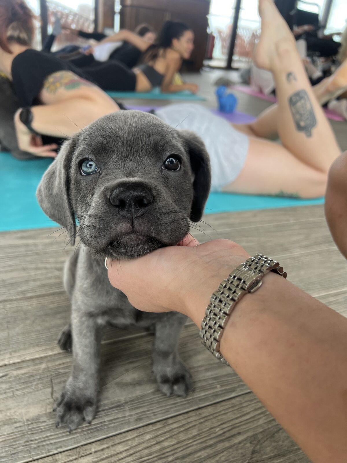 A puppy at a Yogi Paws session
