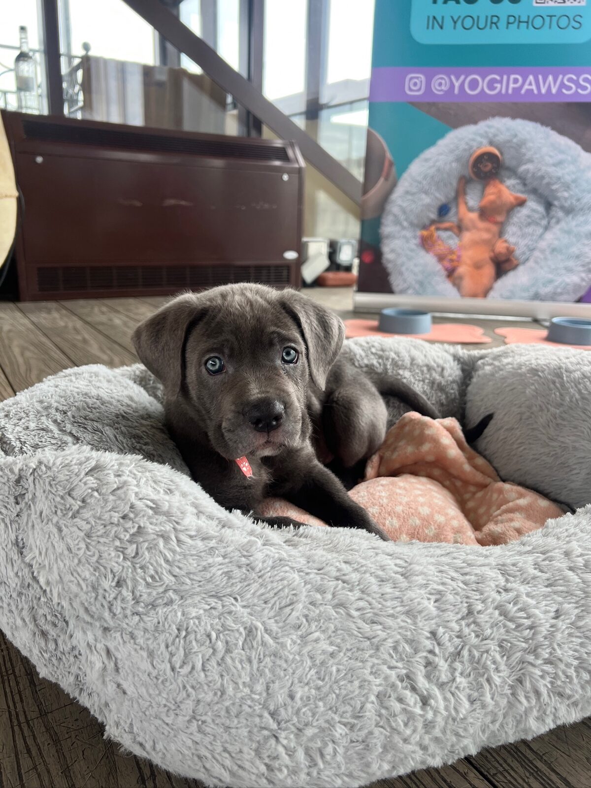 A puppy at a Yogi Paws session