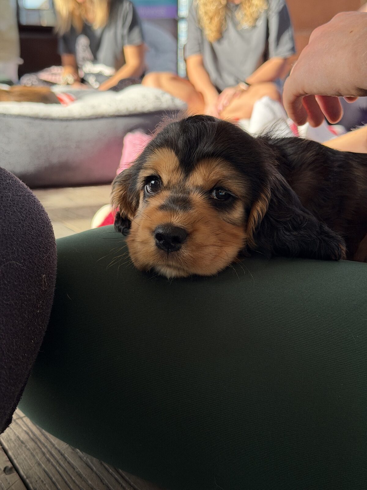 A puppy at a Yogi Paws session