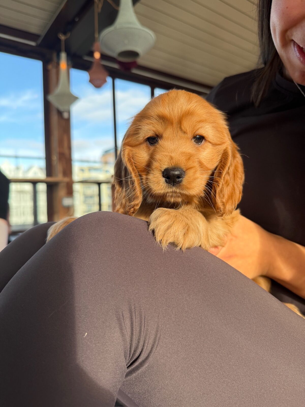 A puppy at a Yogi Paws session