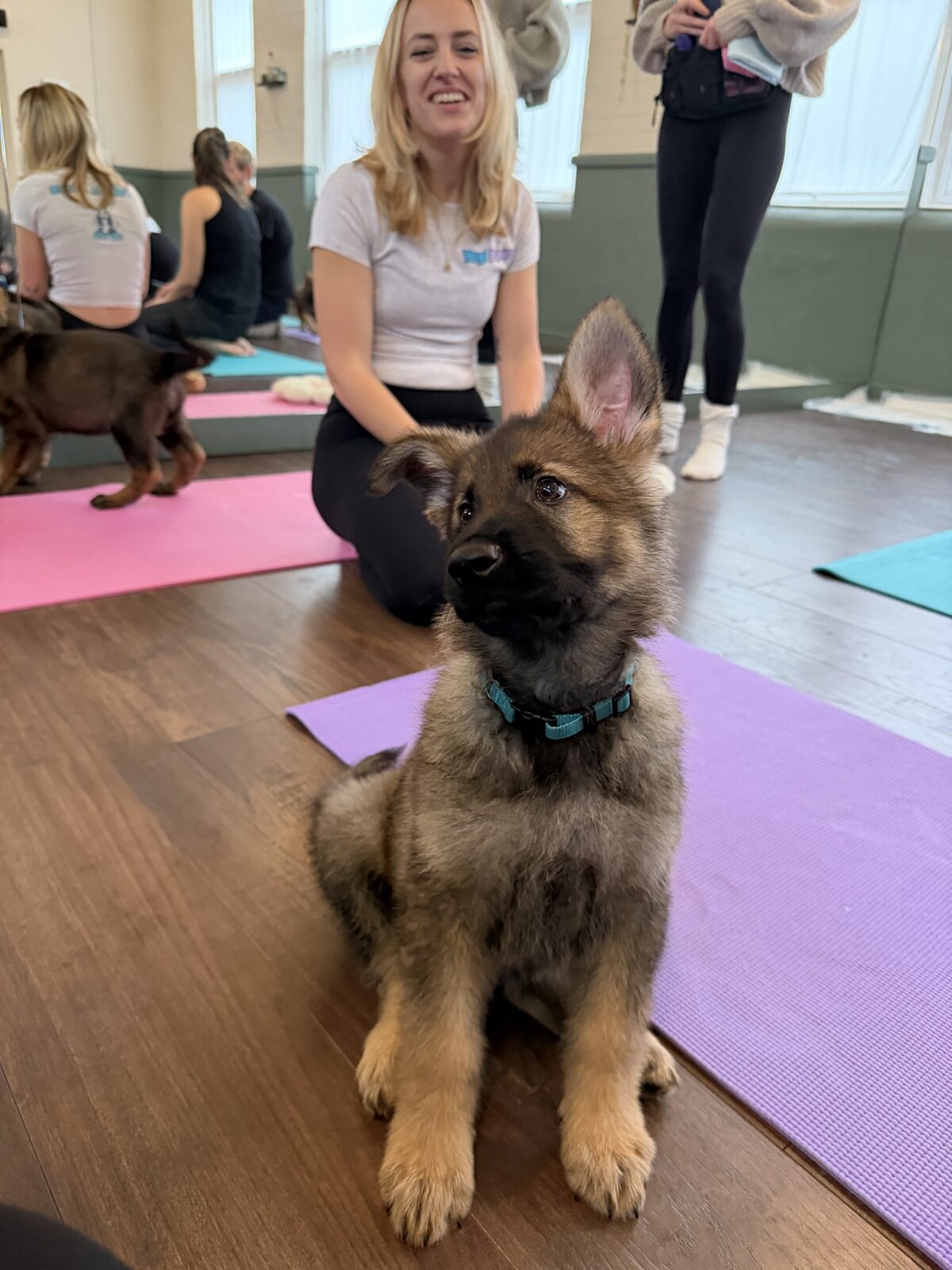 A Yogi Paws puppy yoga class in session