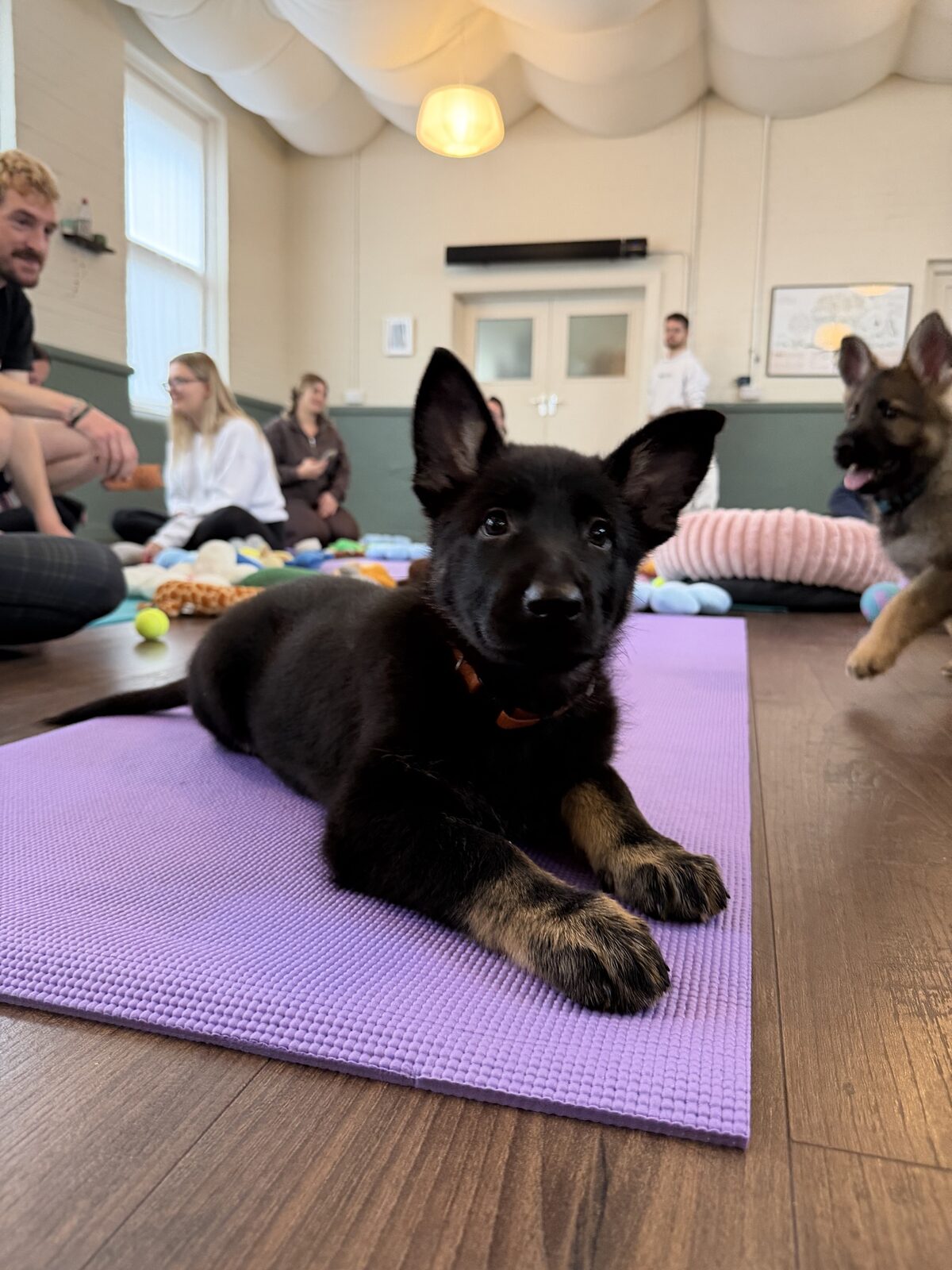 A Yogi Paws puppy yoga class in session