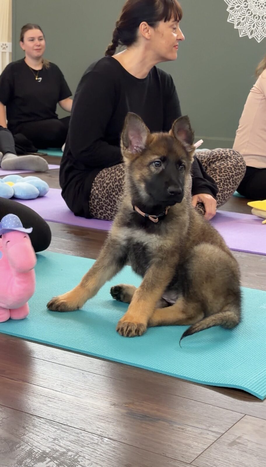 A Yogi Paws puppy yoga class in session