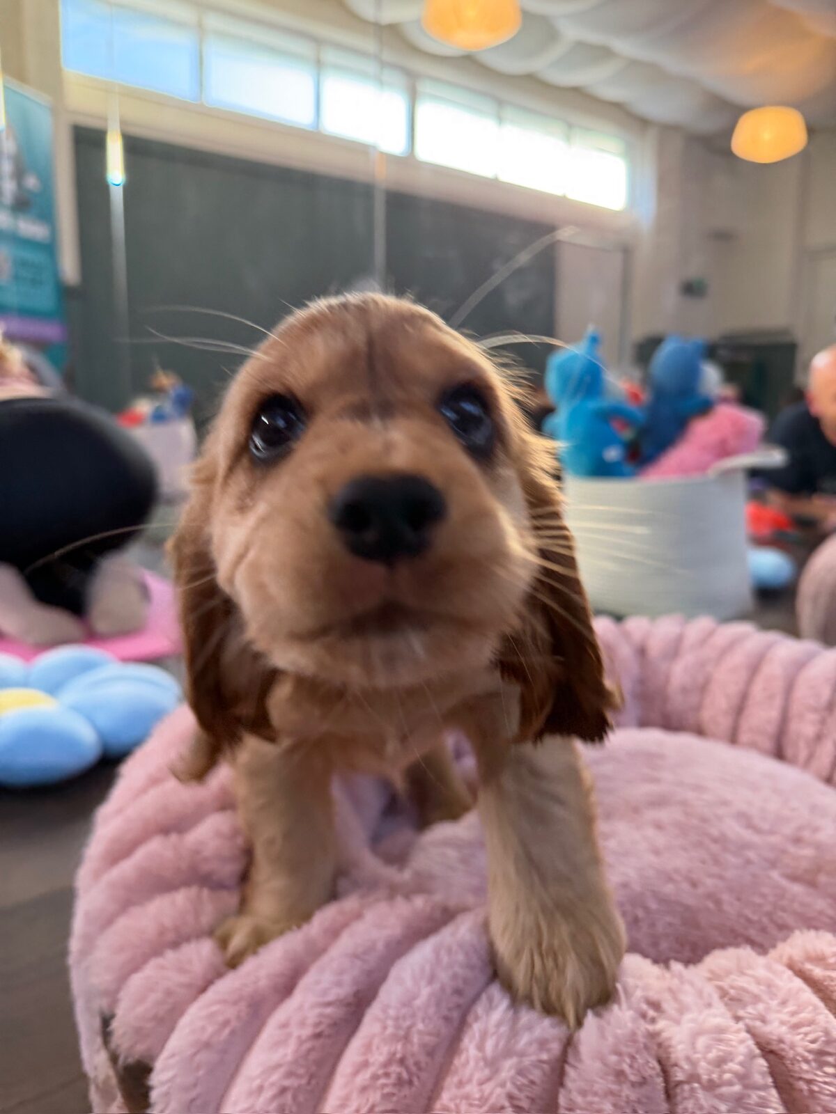 A puppy at a Yogi Paws session