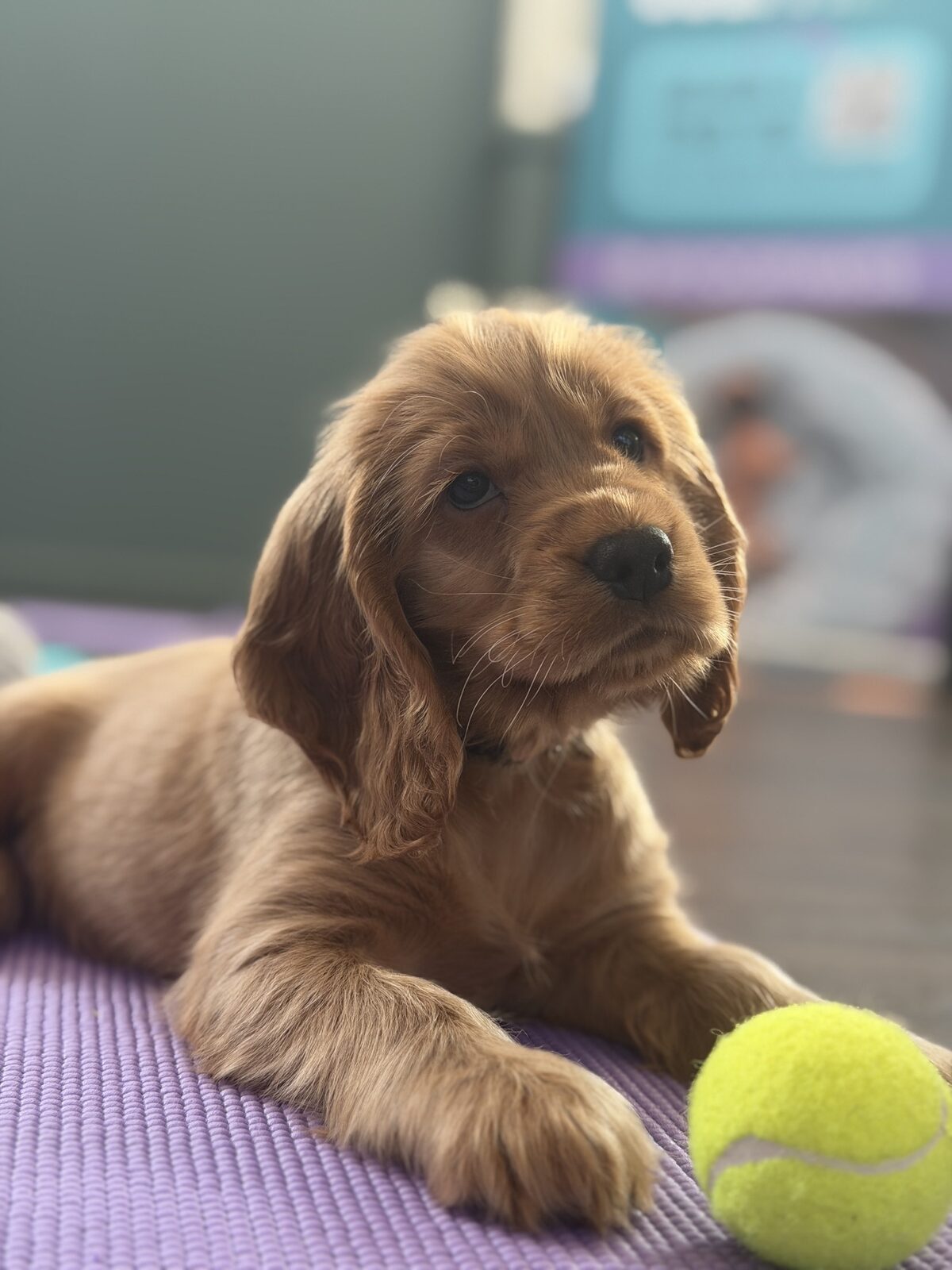 A puppy at a Yogi Paws session