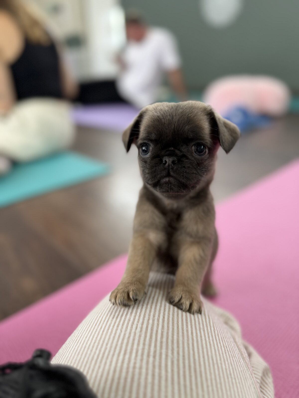 A puppy at a Yogi Paws session
