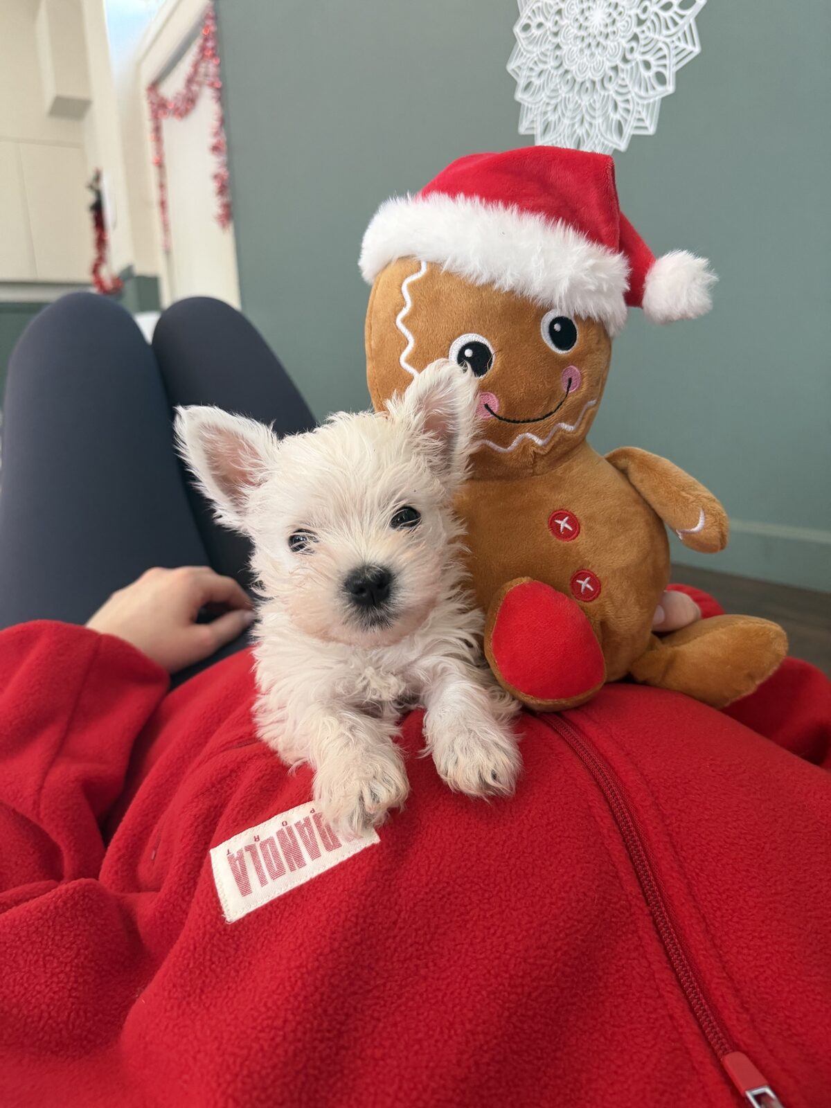 A puppy at a Yogi Paws session