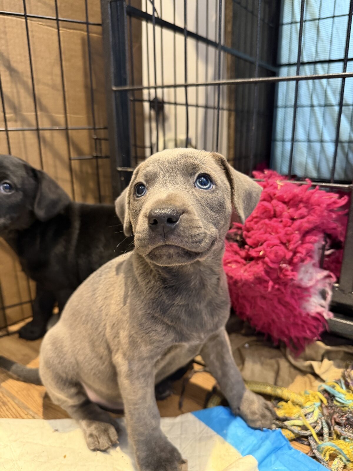 A puppy at a Yogi Paws session