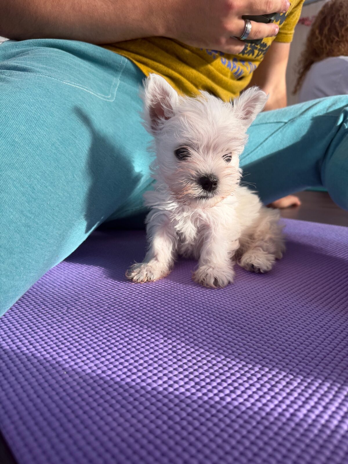 A puppy at a Yogi Paws session