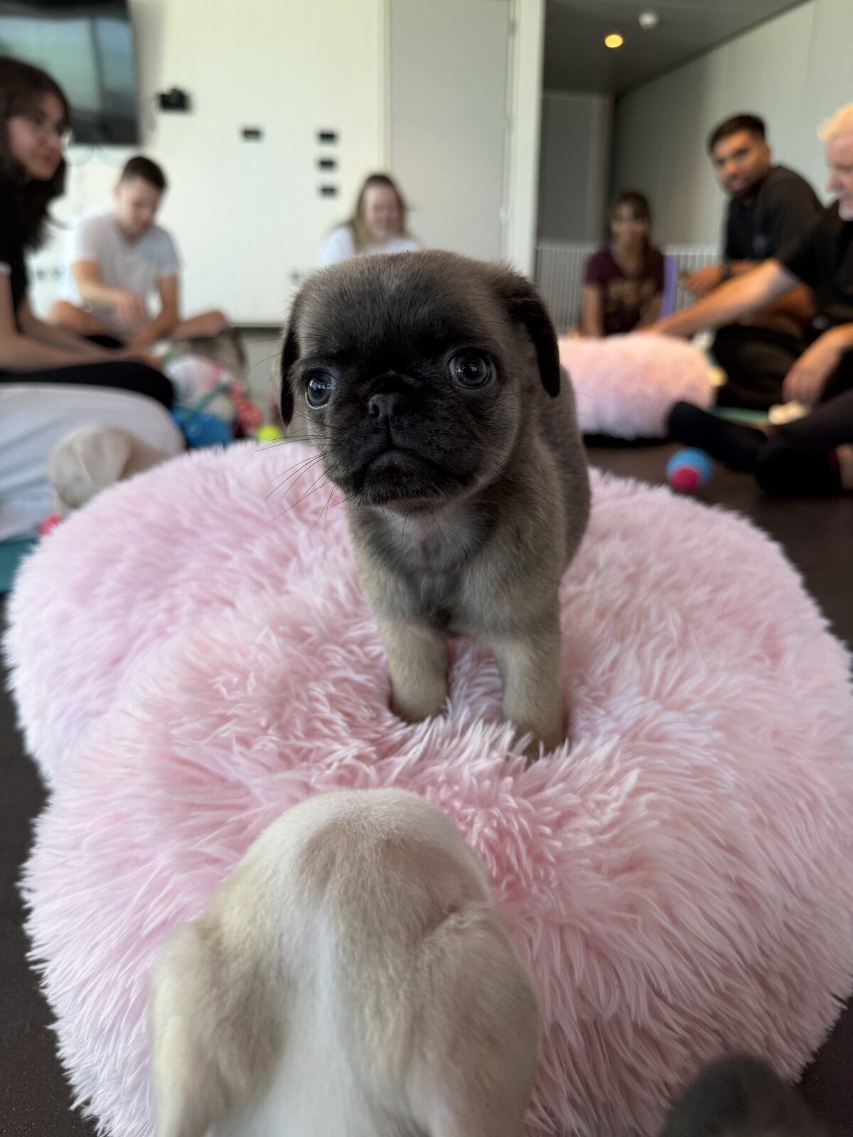 A puppy at a Yogi Paws session