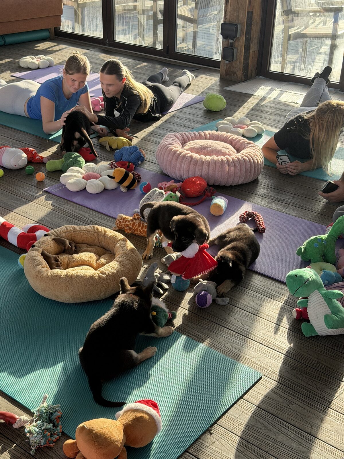 A Yogi Paws puppy yoga class in session