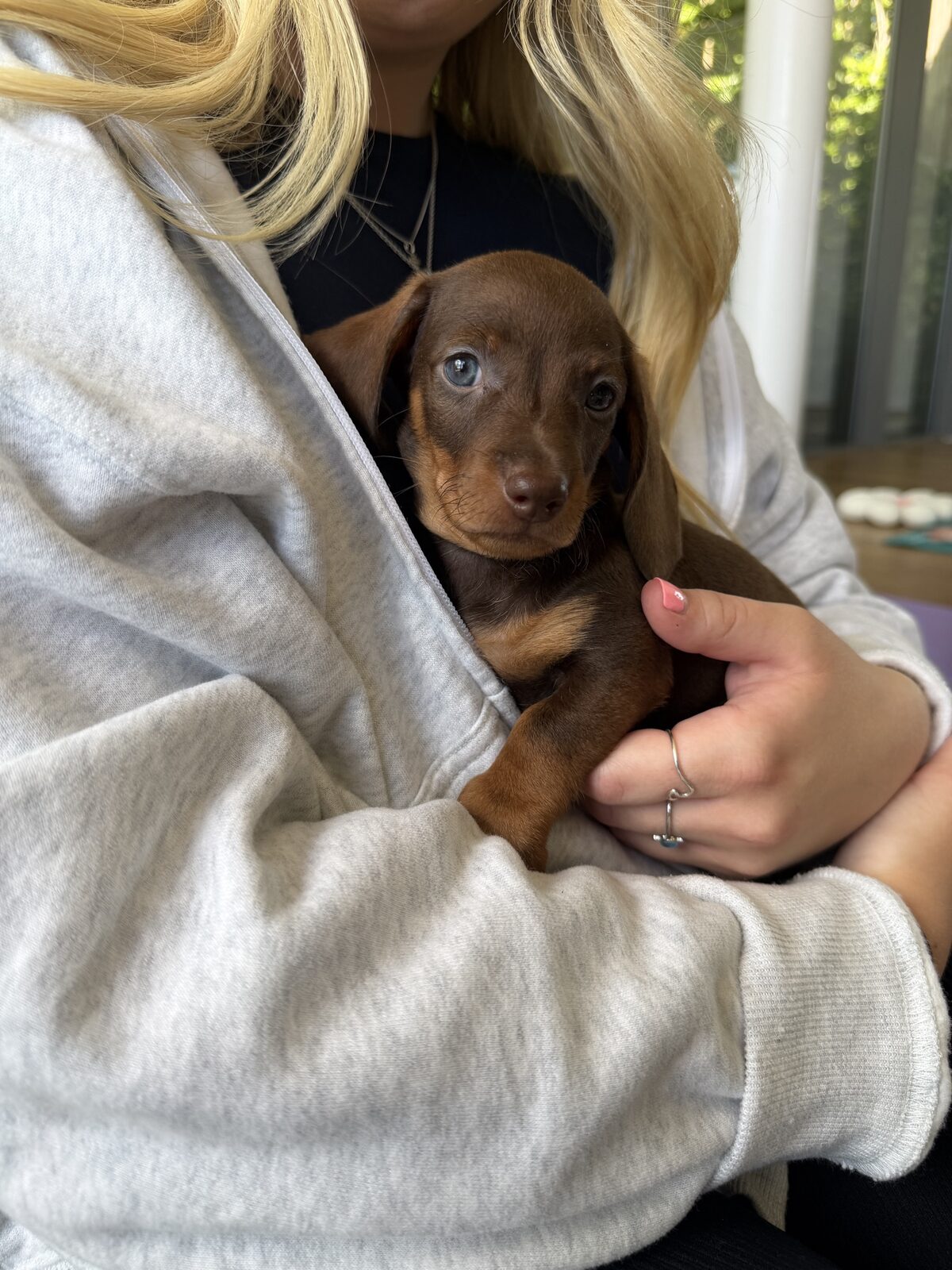 A puppy at a Yogi Paws session