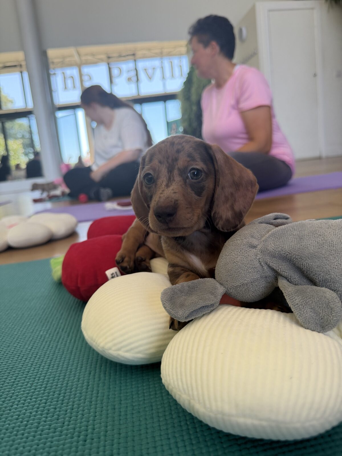 A puppy at a Yogi Paws session