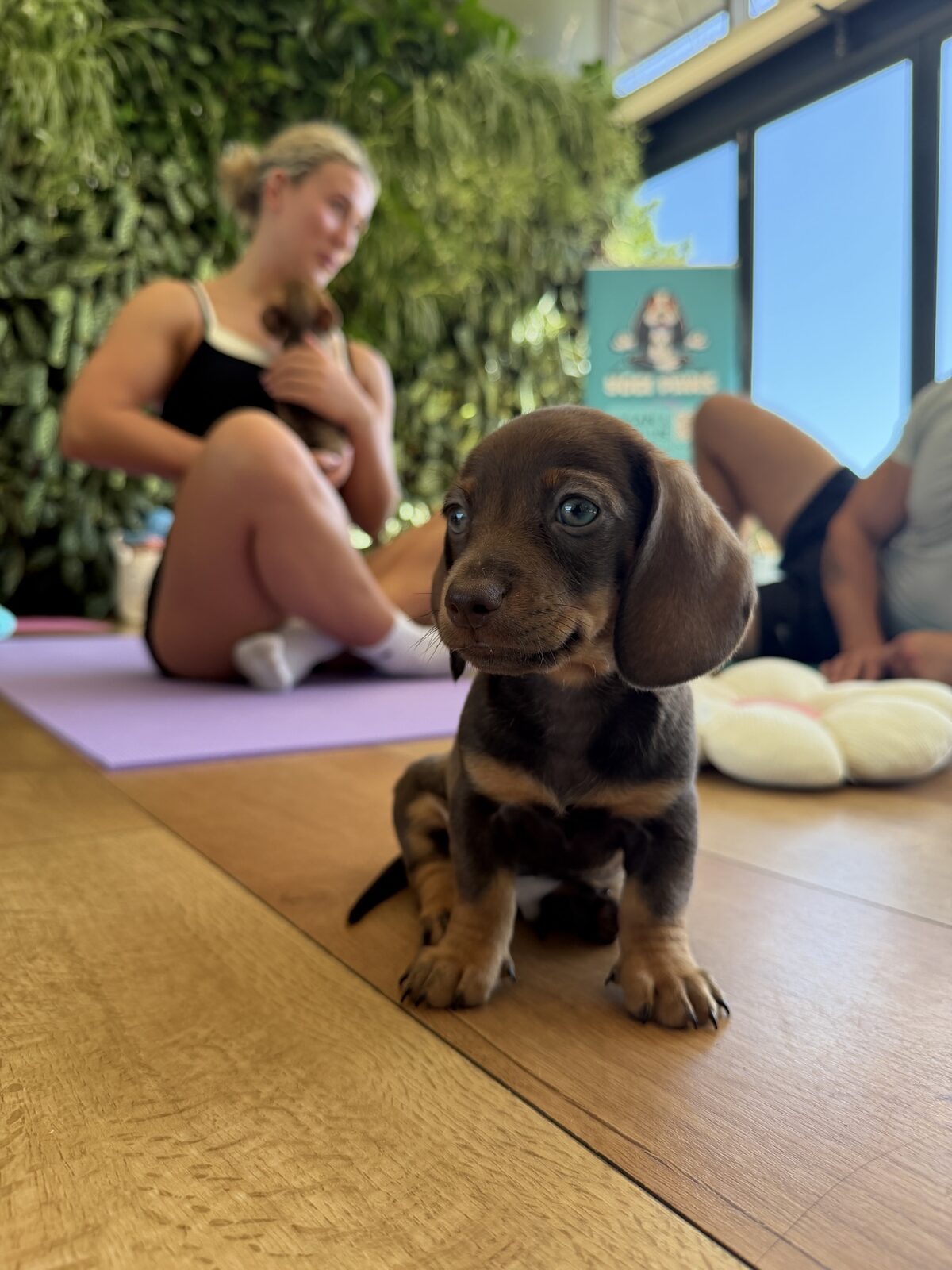 A puppy at a Yogi Paws session
