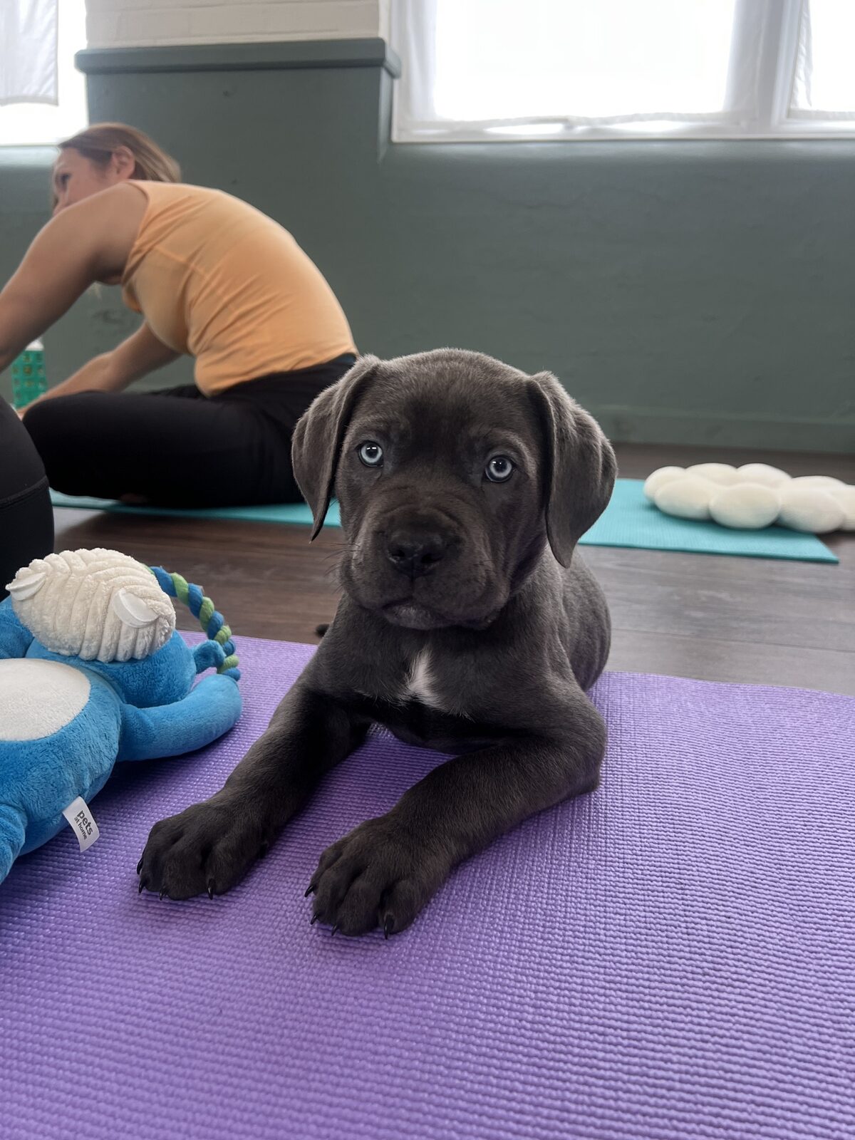 A puppy at a Yogi Paws session