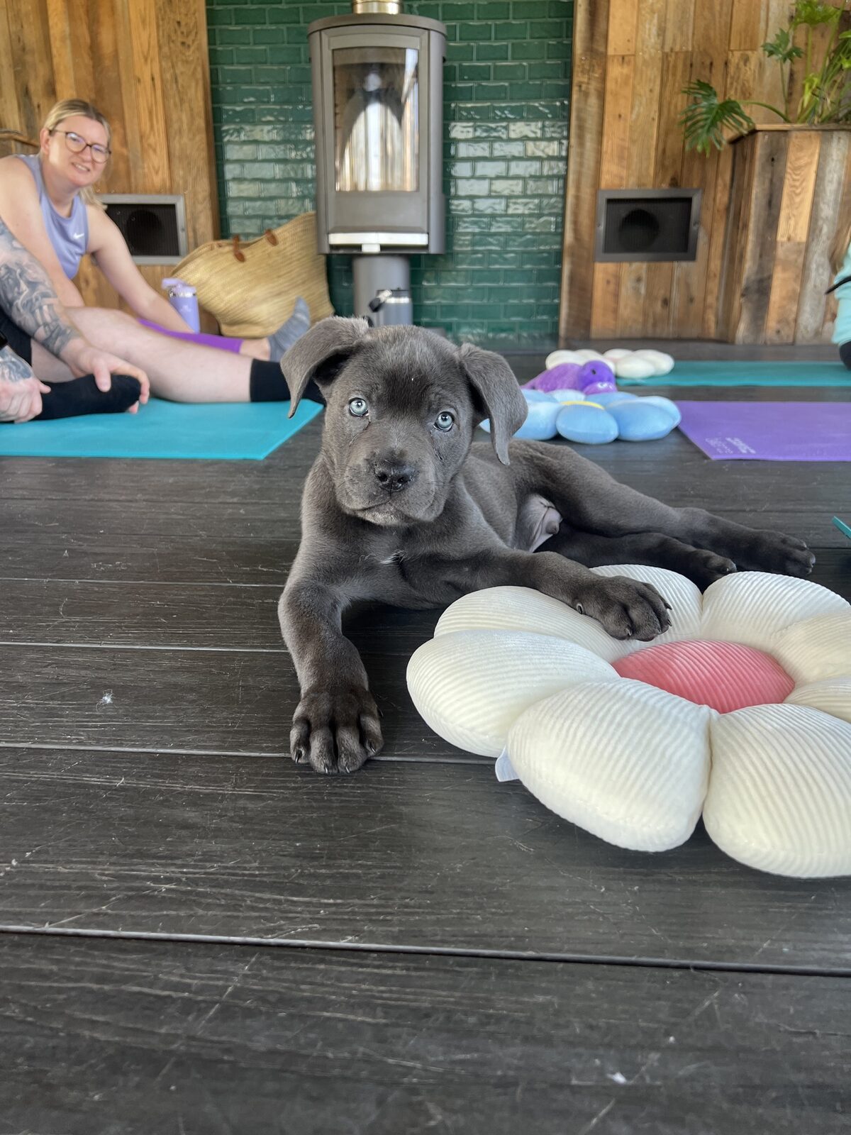 A puppy at a Yogi Paws session