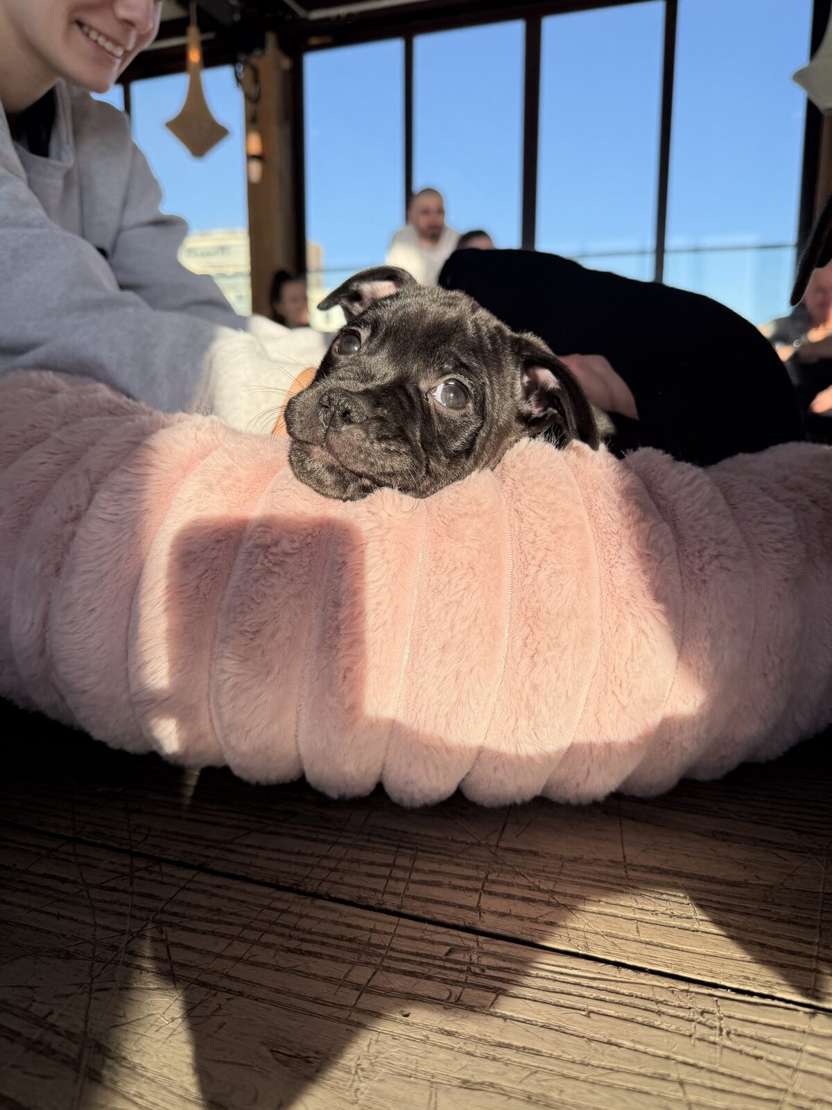 A puppy at a Yogi Paws session