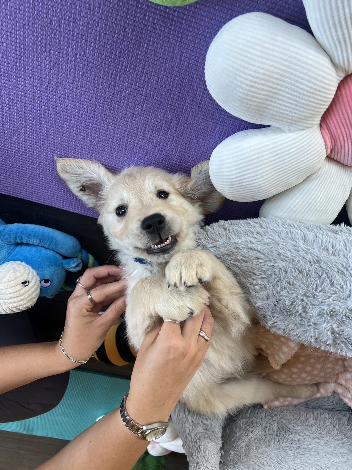 A puppy at a Yogi Paws session