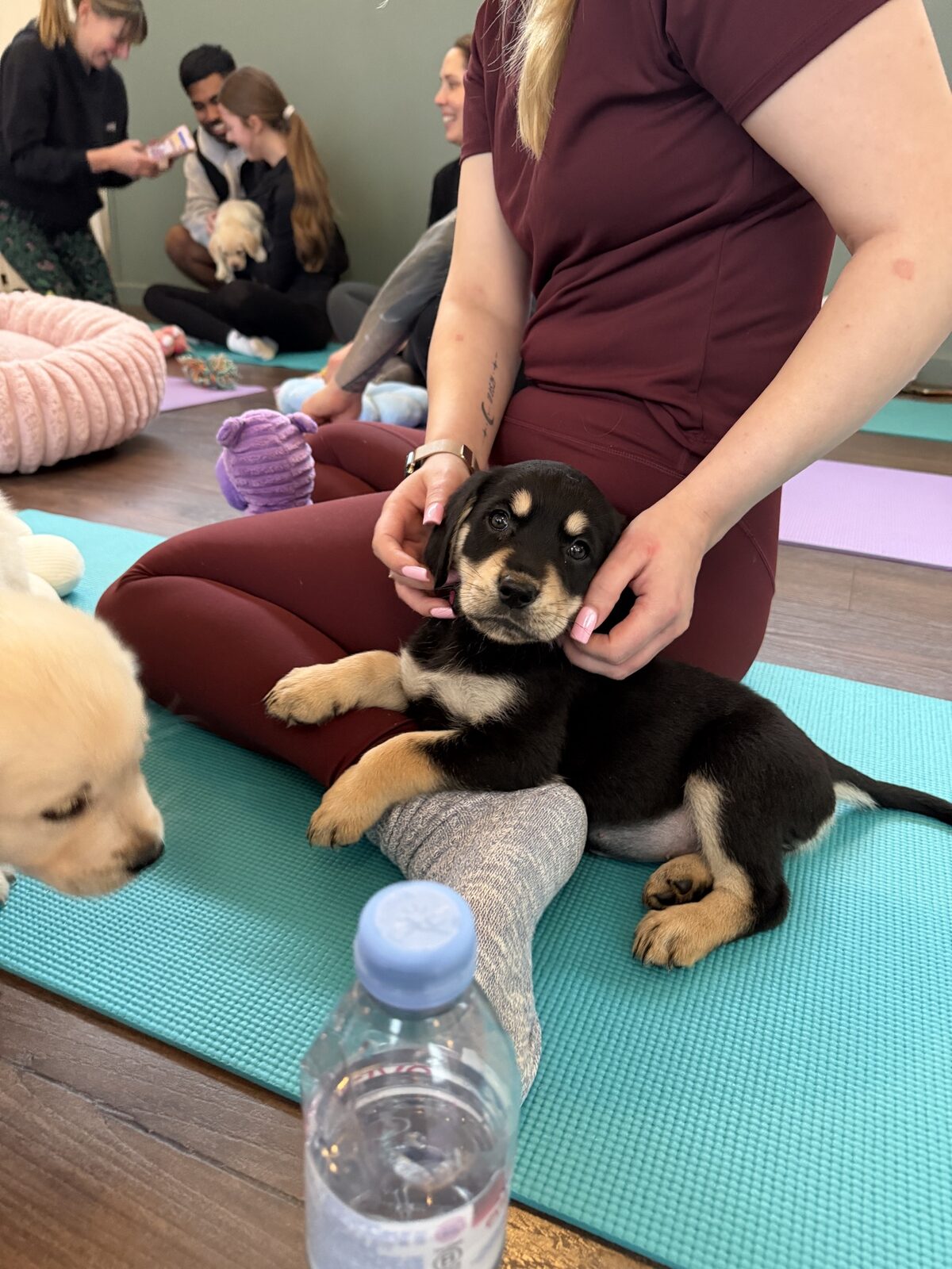 A puppy at a Yogi Paws session