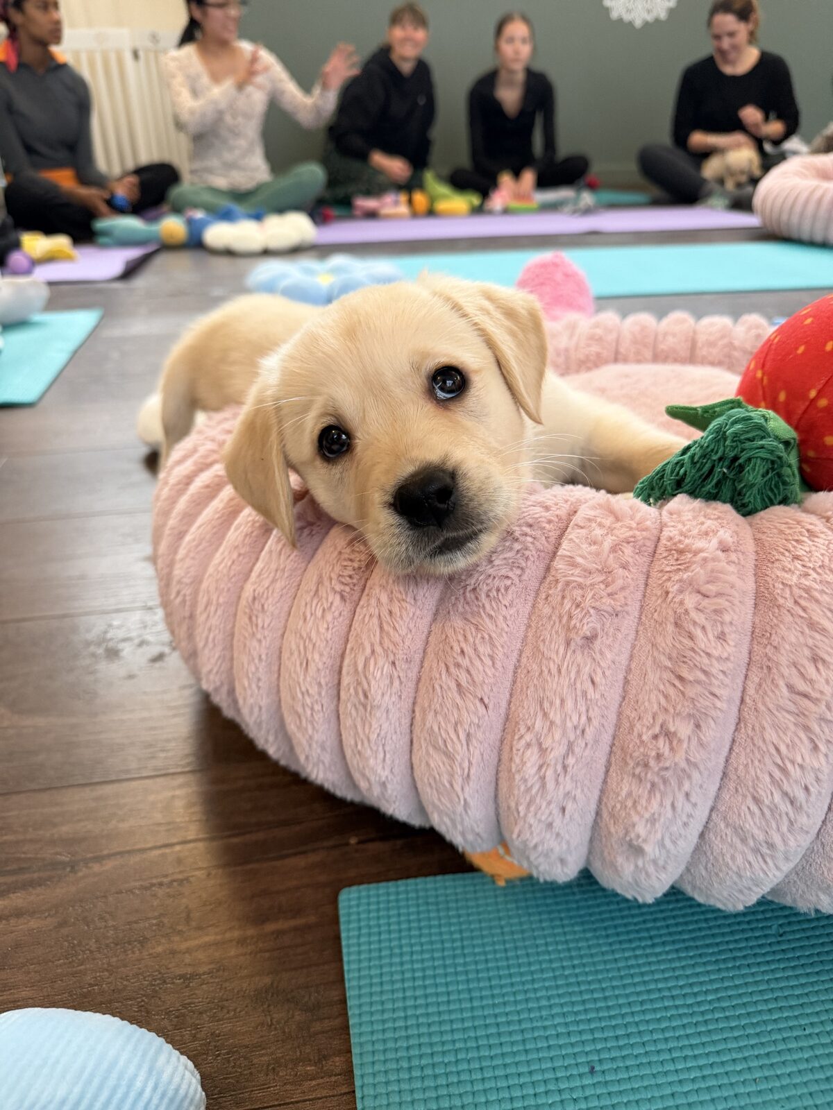 A puppy at a Yogi Paws session