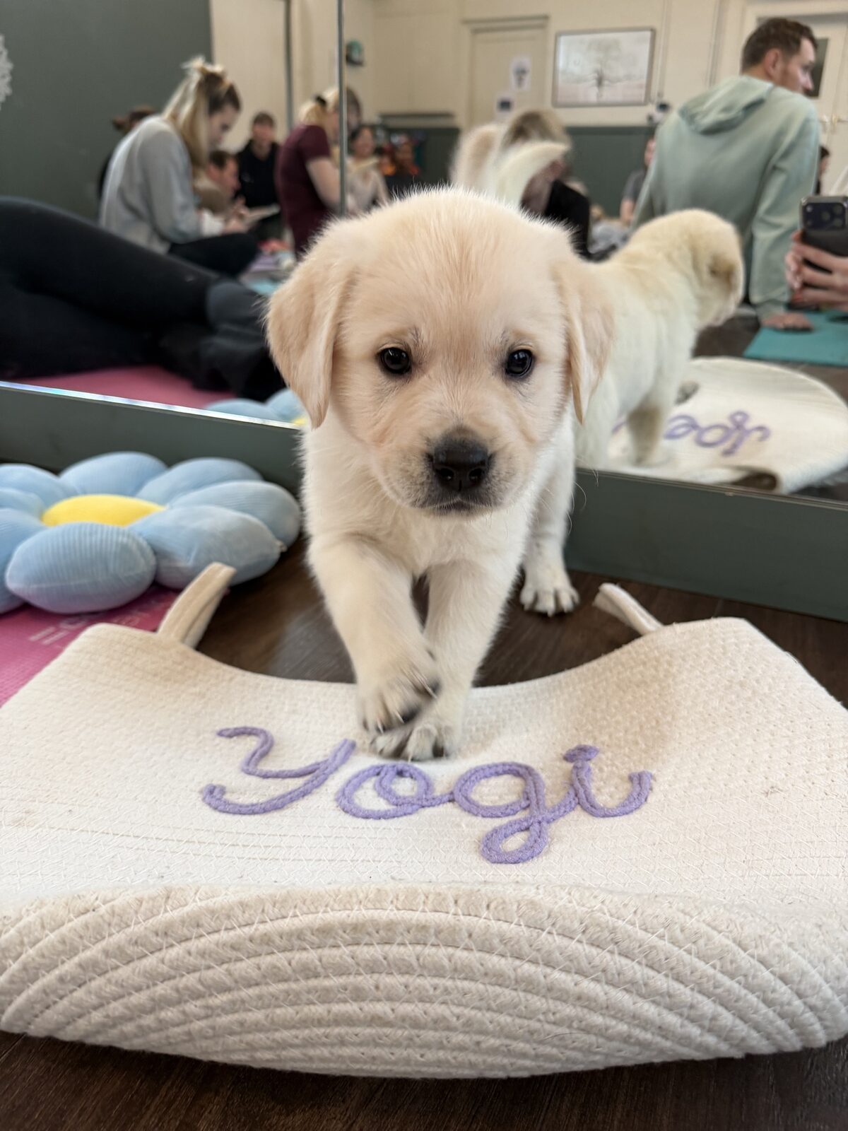 A puppy at a Yogi Paws session