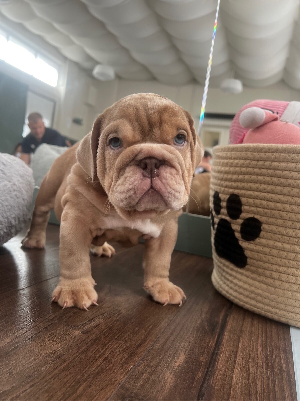 A puppy at a Yogi Paws session