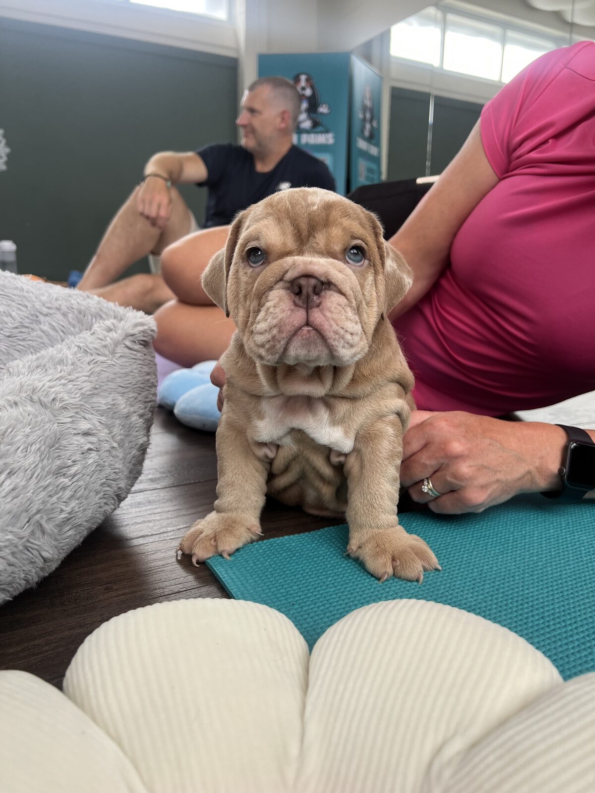 A puppy at a Yogi Paws session