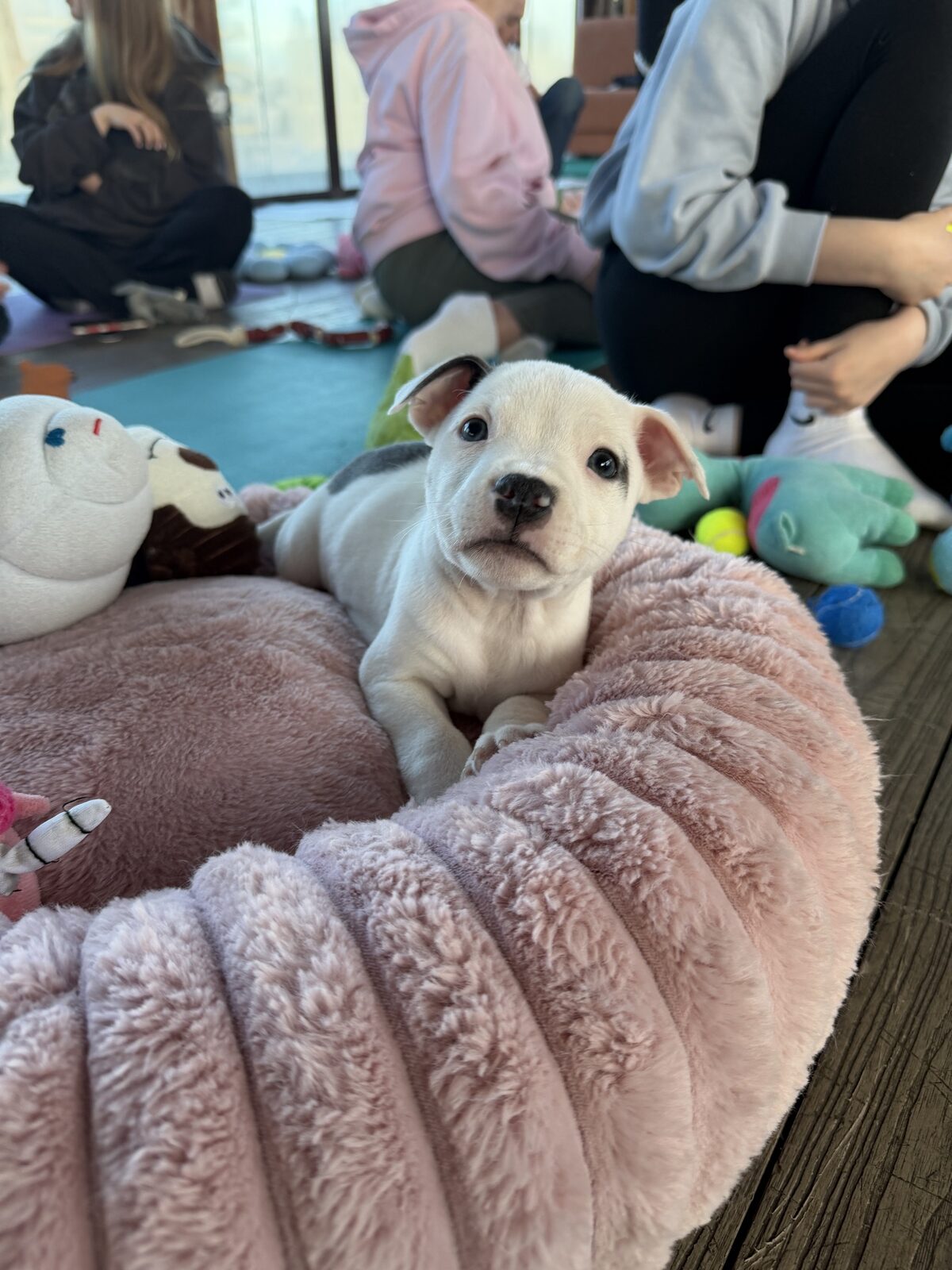 A puppy at a Yogi Paws session