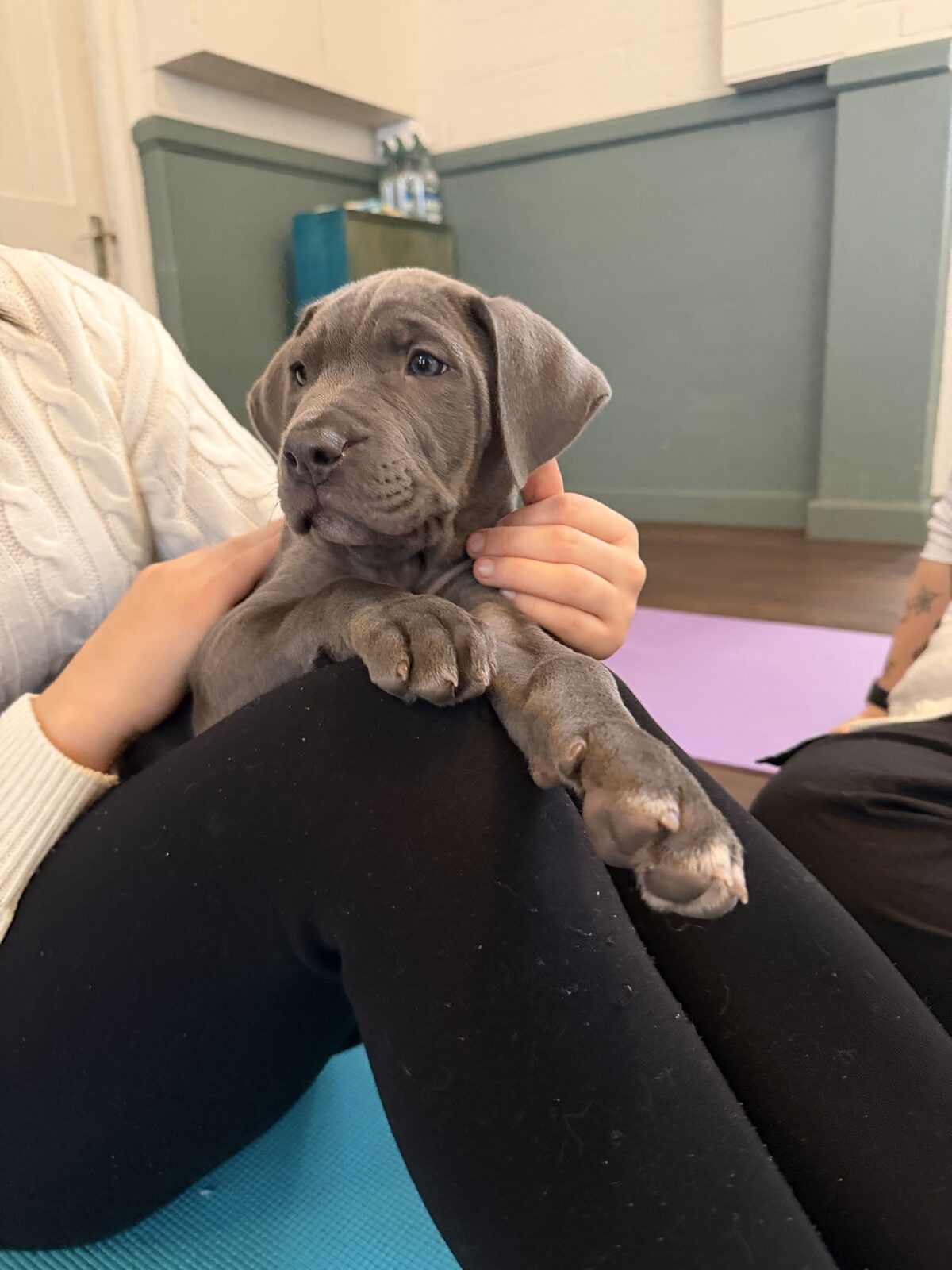 A puppy at a Yogi Paws session