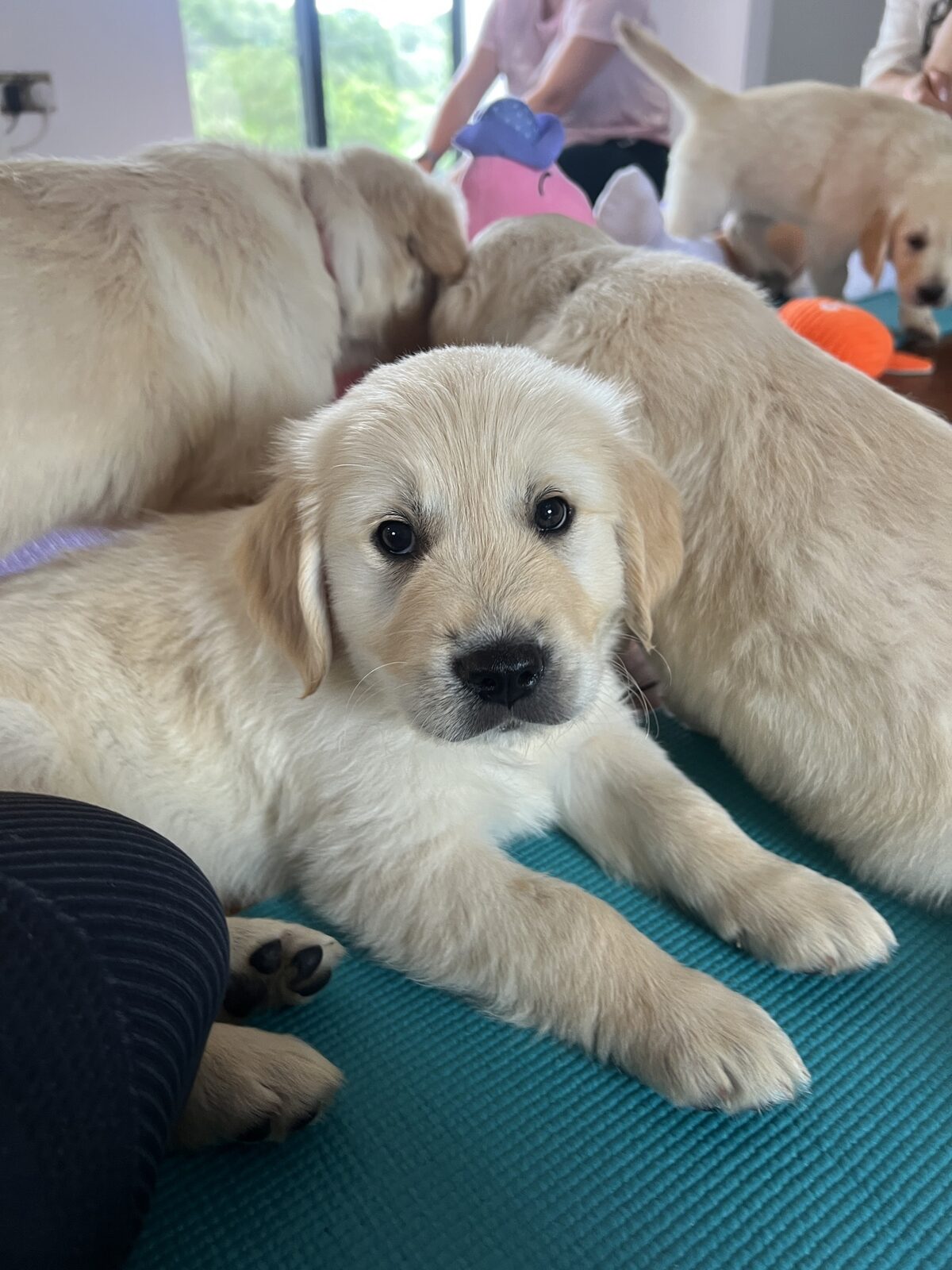 A puppy at a Yogi Paws session