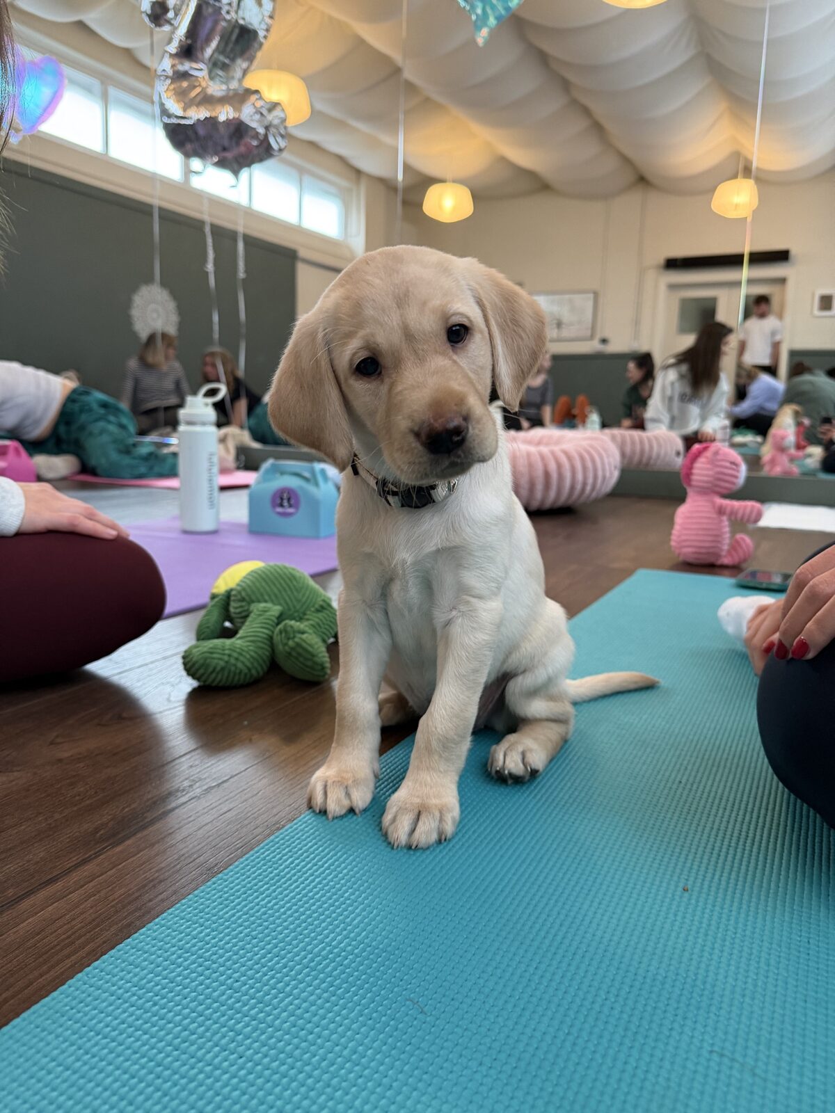 A puppy at a Yogi Paws session