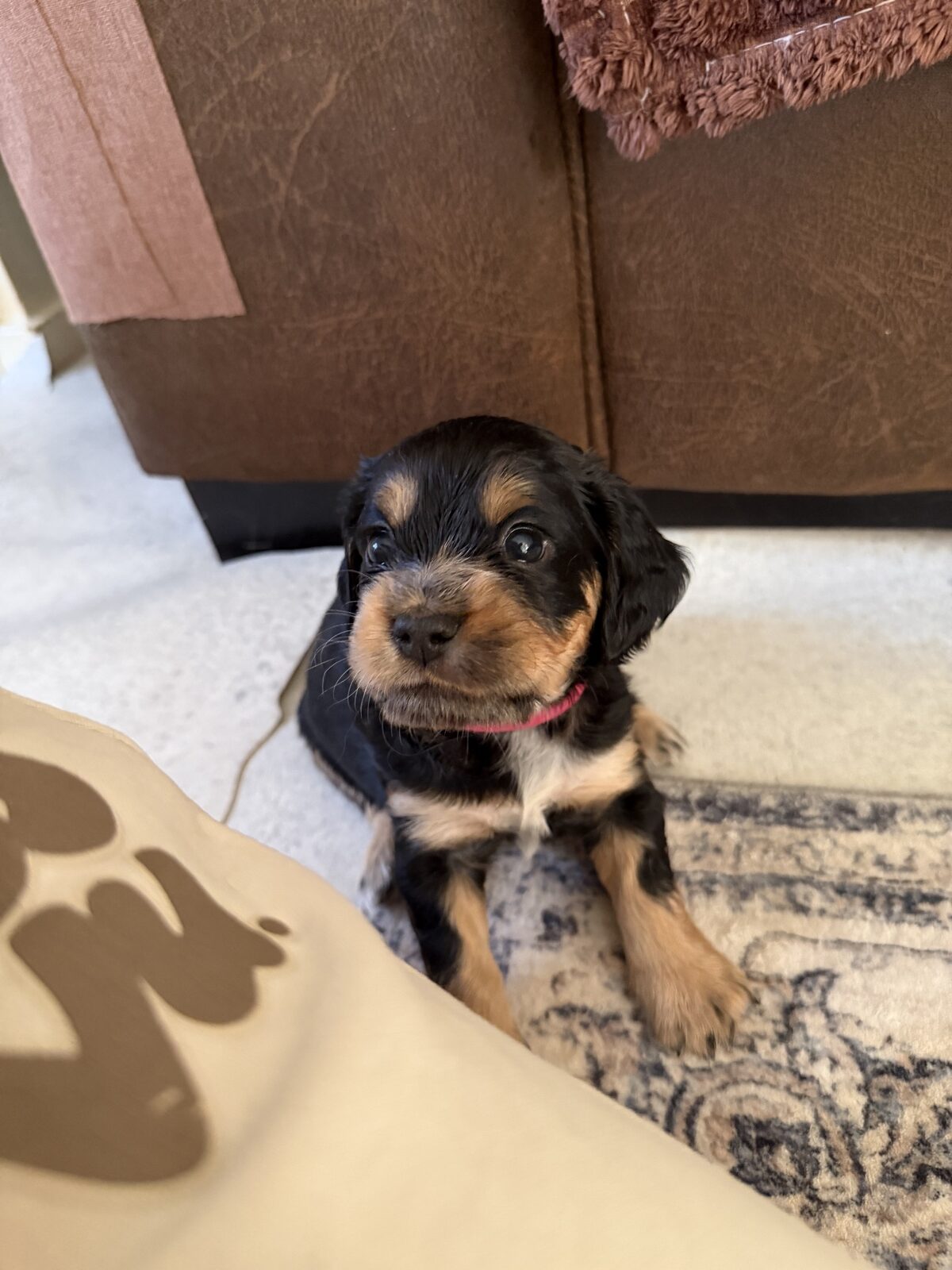 A puppy at a Yogi Paws session