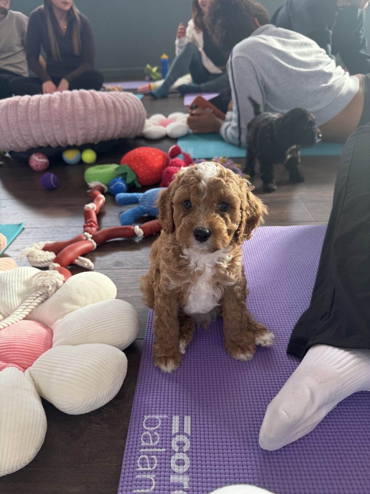 A puppy at a Yogi Paws session