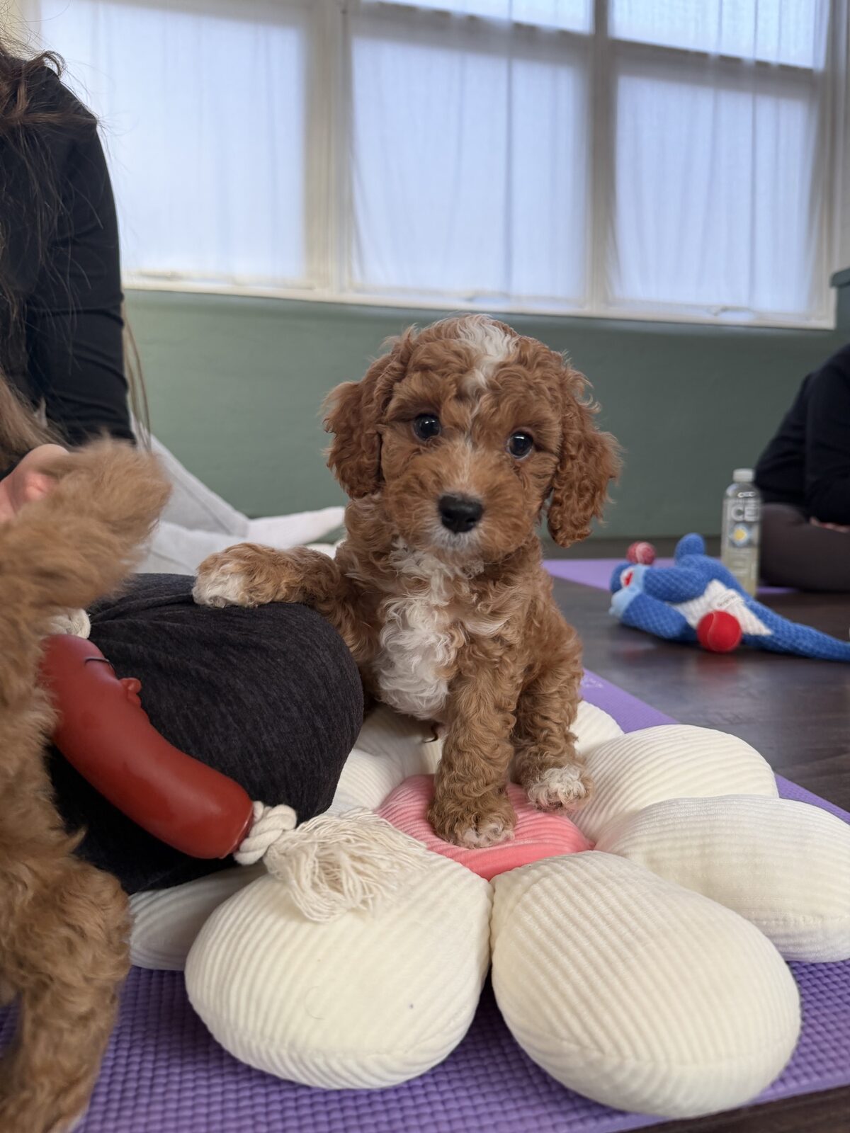A puppy at a Yogi Paws session