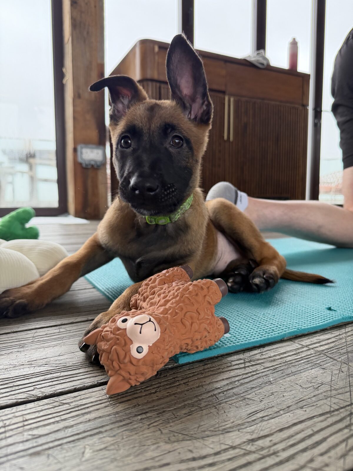 A puppy at a Yogi Paws session