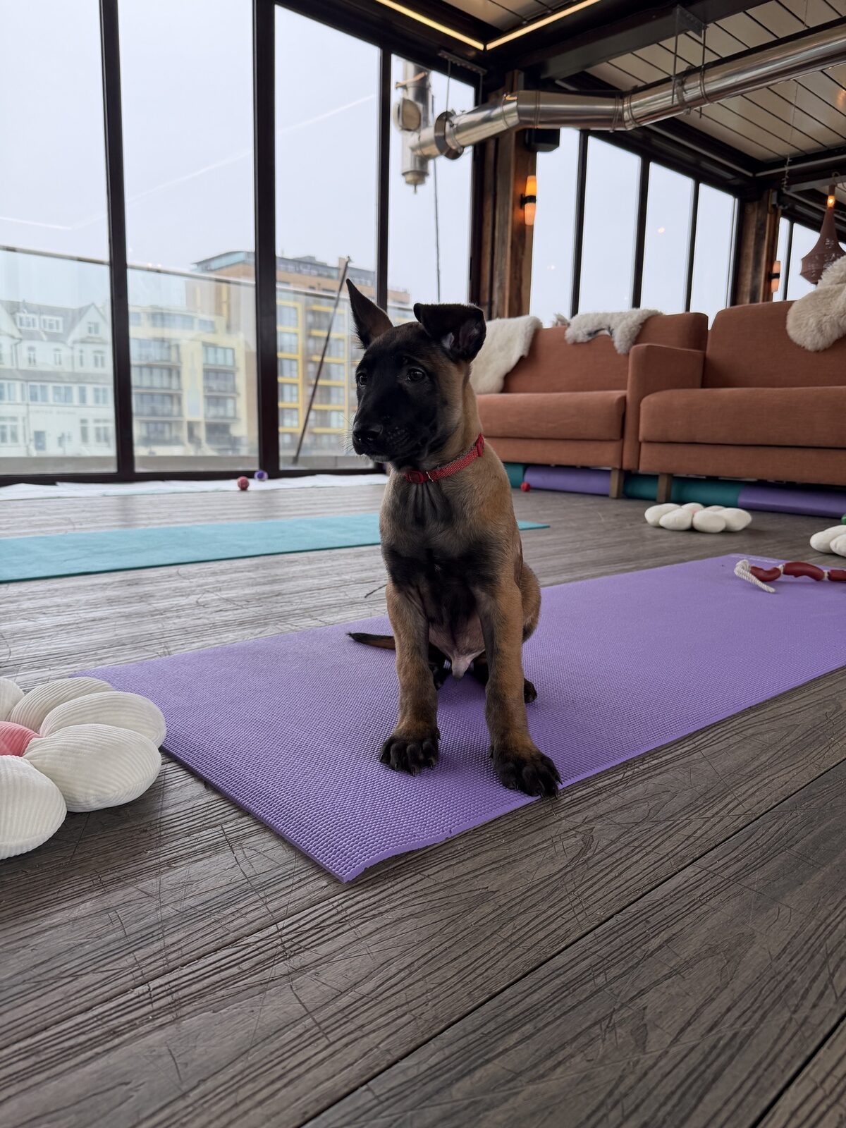 A puppy at a Yogi Paws session