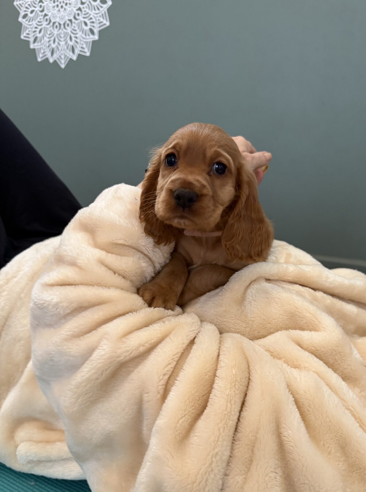 A puppy at a Yogi Paws session