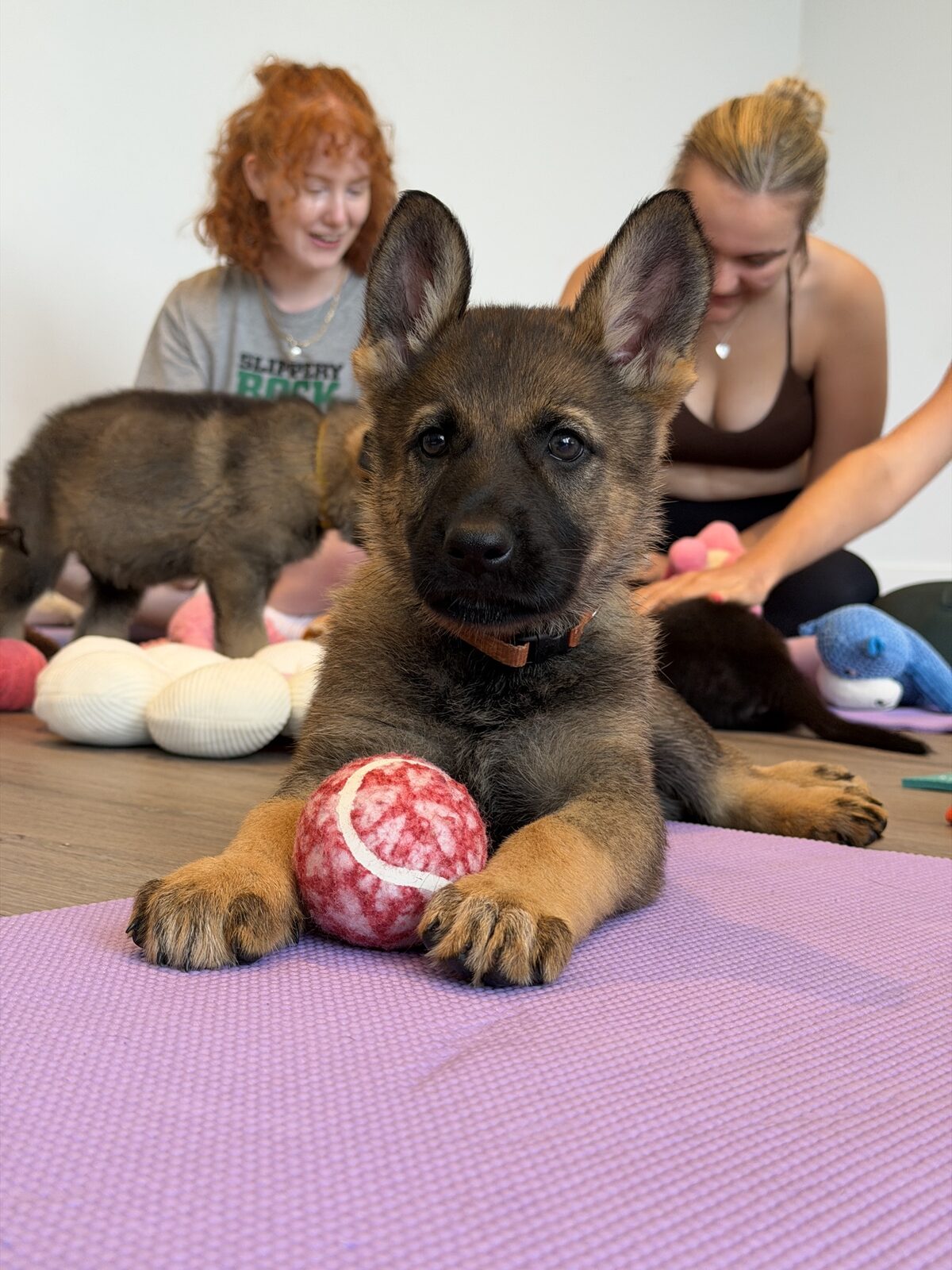 A puppy at a Yogi Paws session