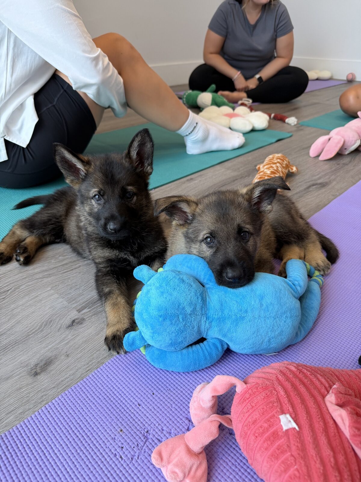 A puppy at a Yogi Paws session