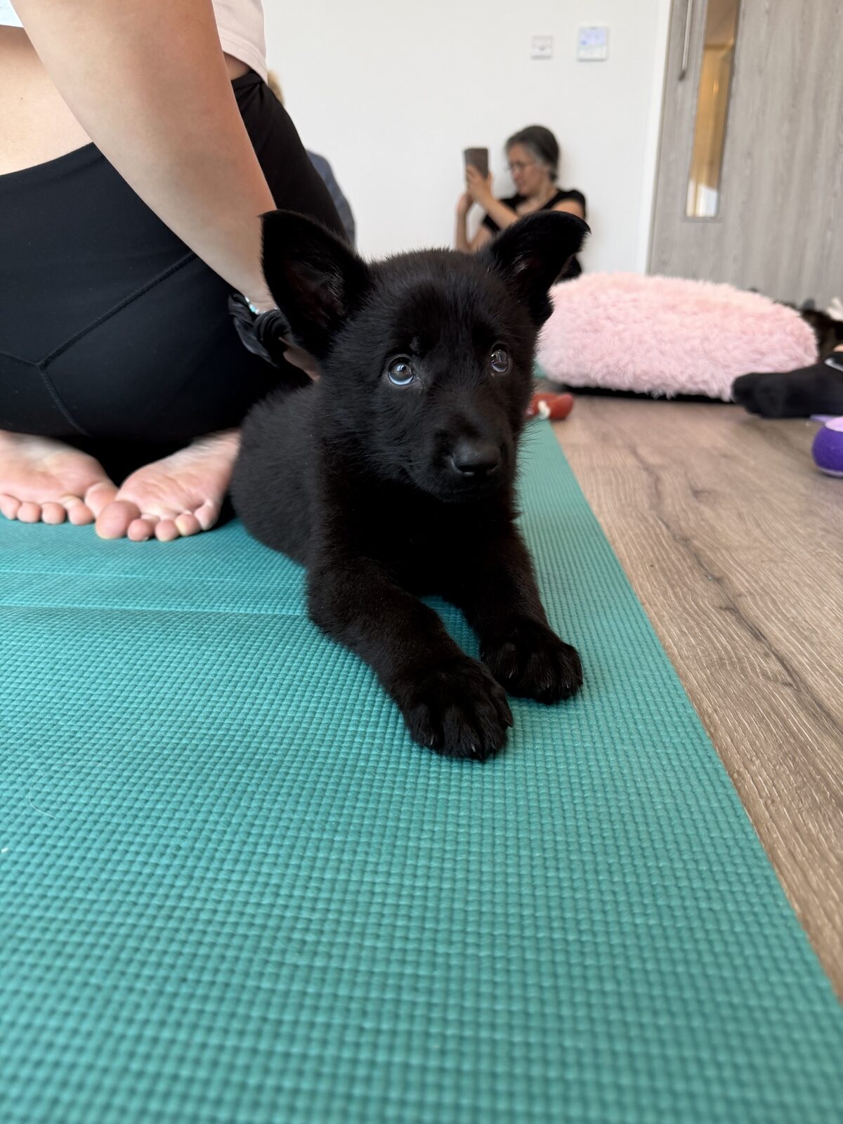 A puppy at a Yogi Paws session